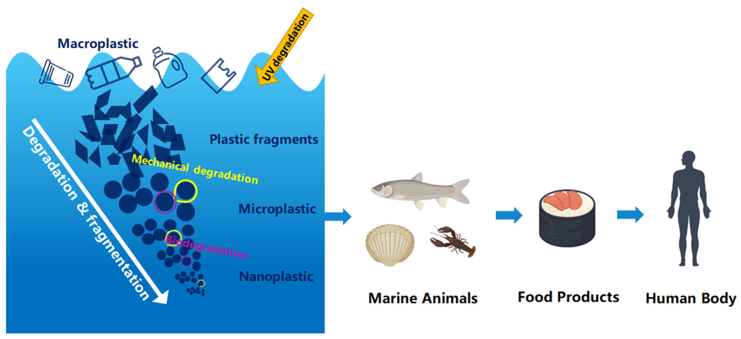 Toxics 12 00370 g001