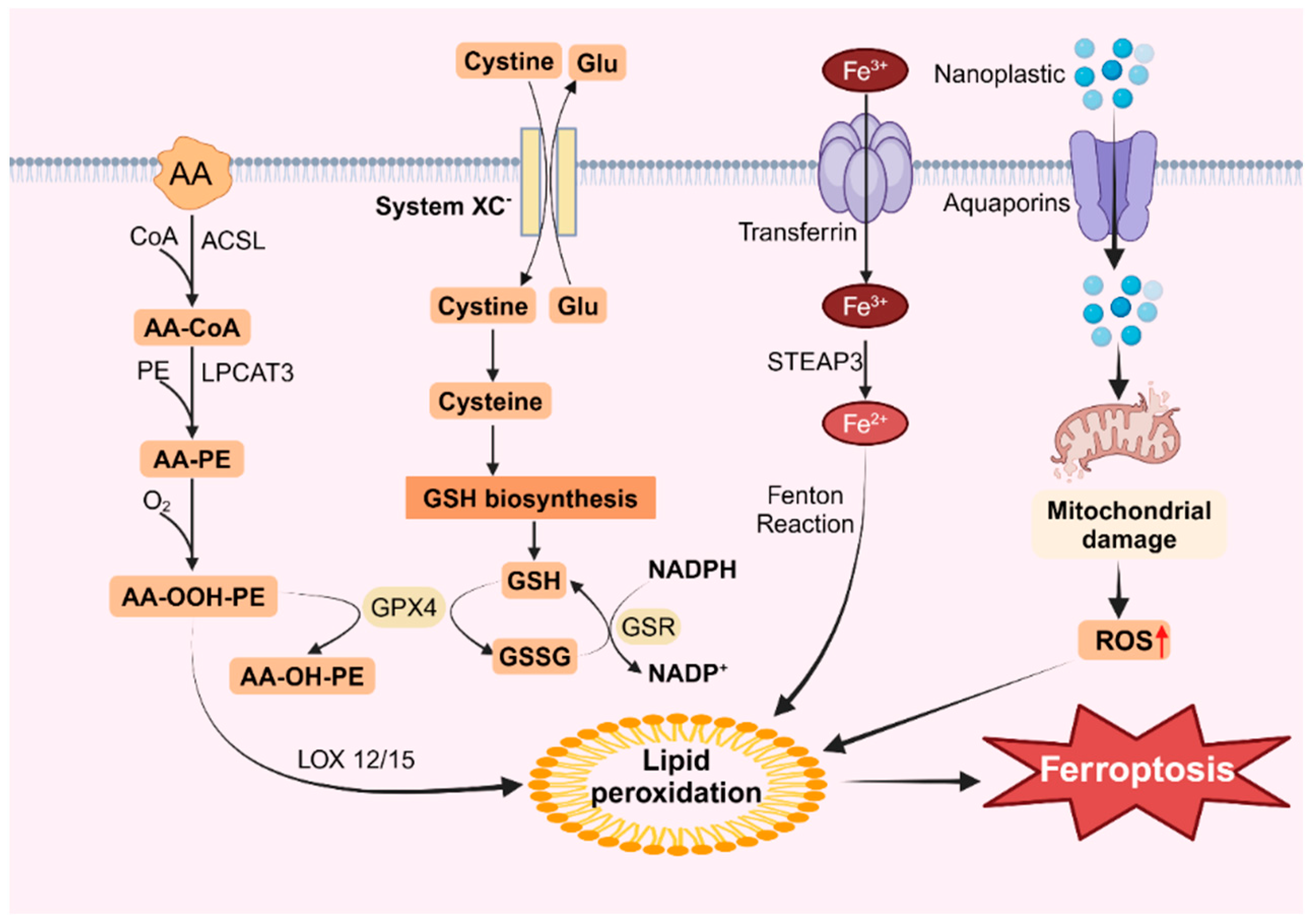 Toxics 12 00493 g002