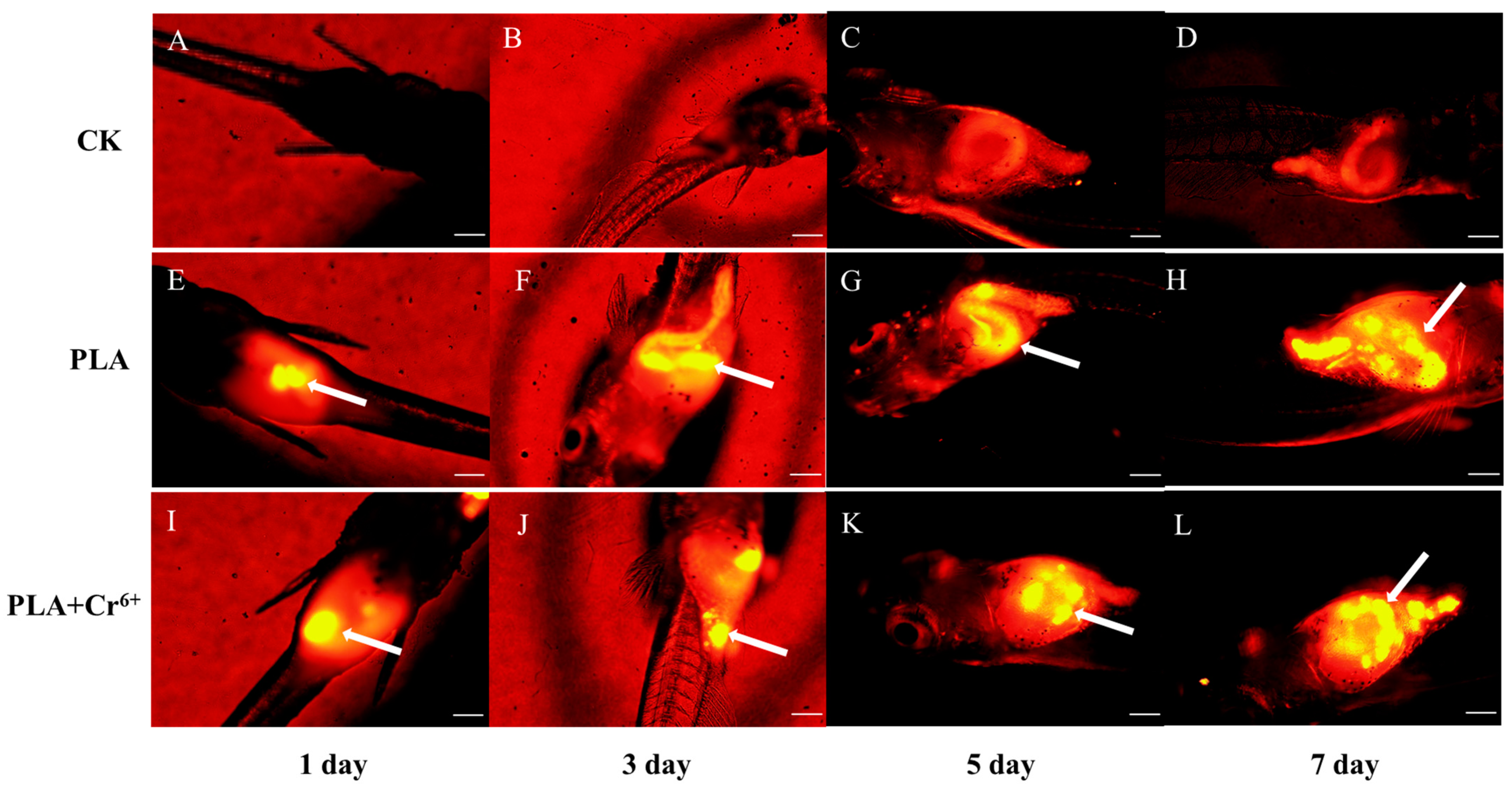 Toxics 12 00594 g002