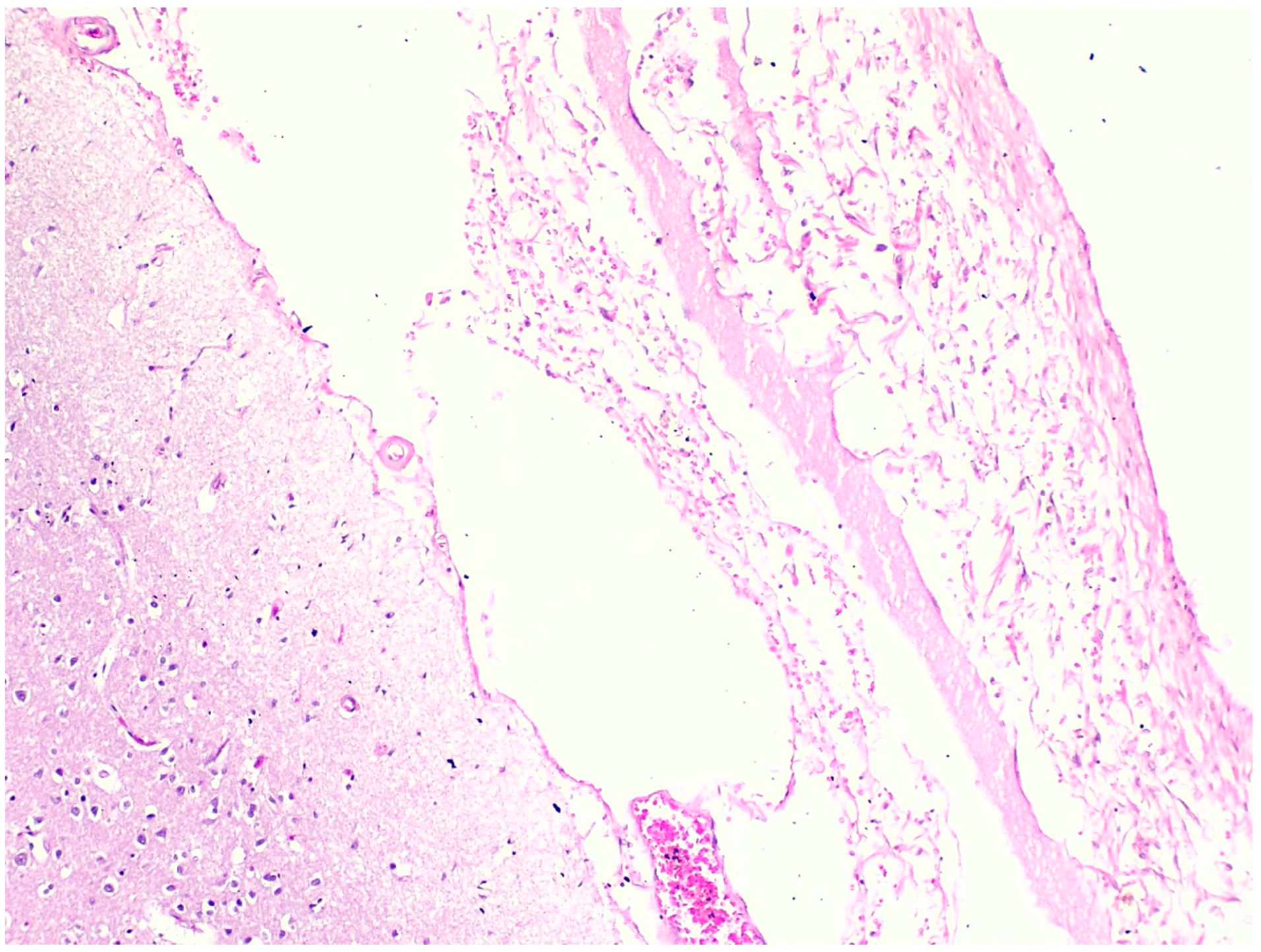 Toxics 12 00675 g007