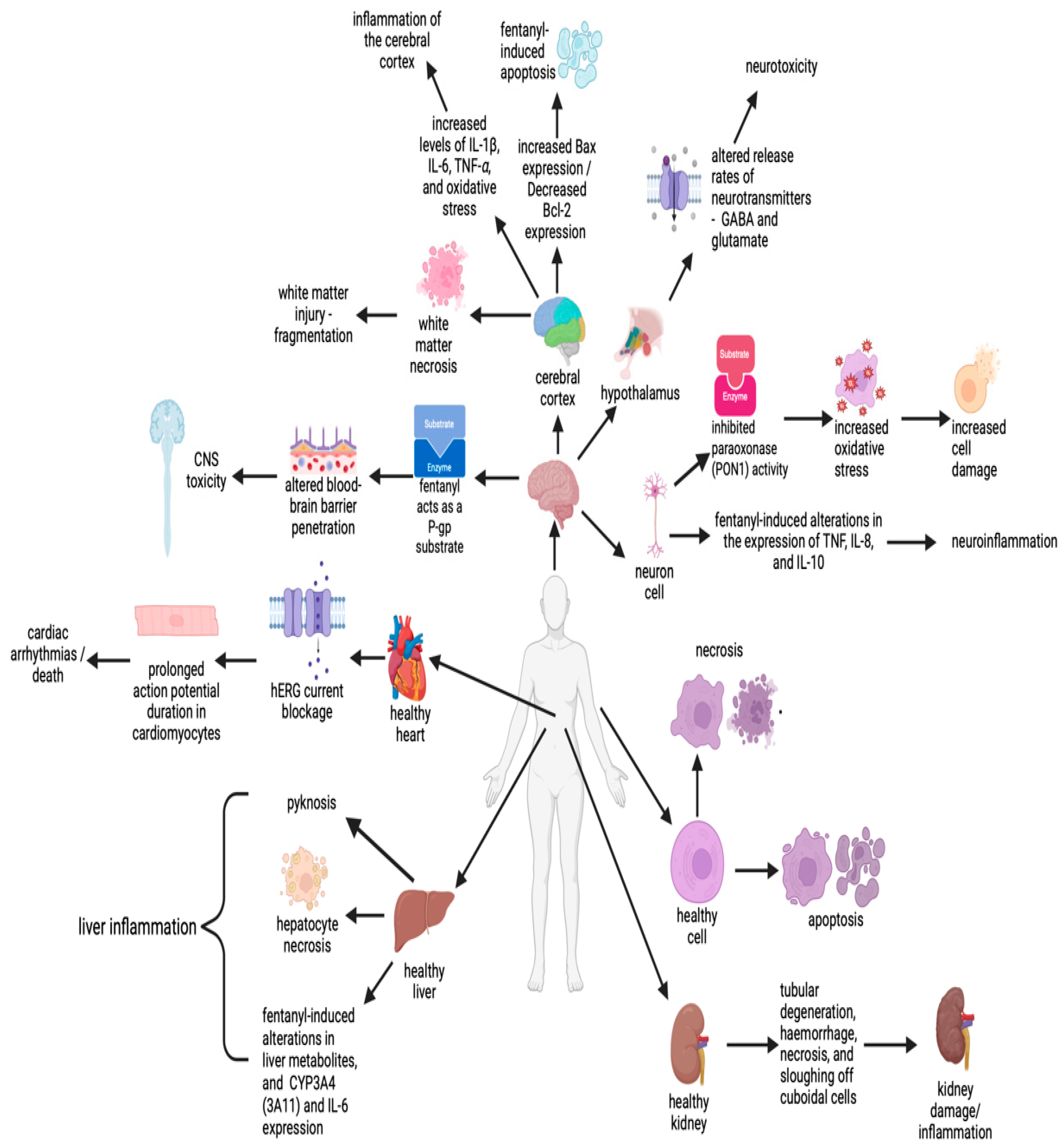Toxics 12 00690 g001