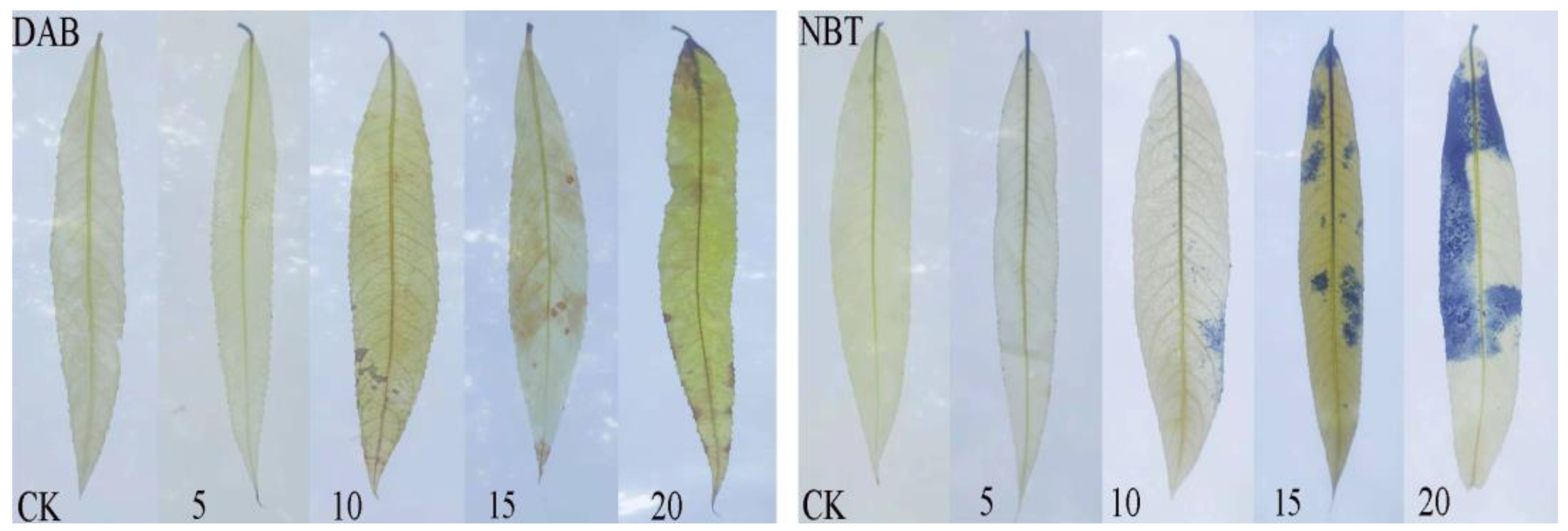 Toxics 12 00763 g005 Toxics 12 00763 g005