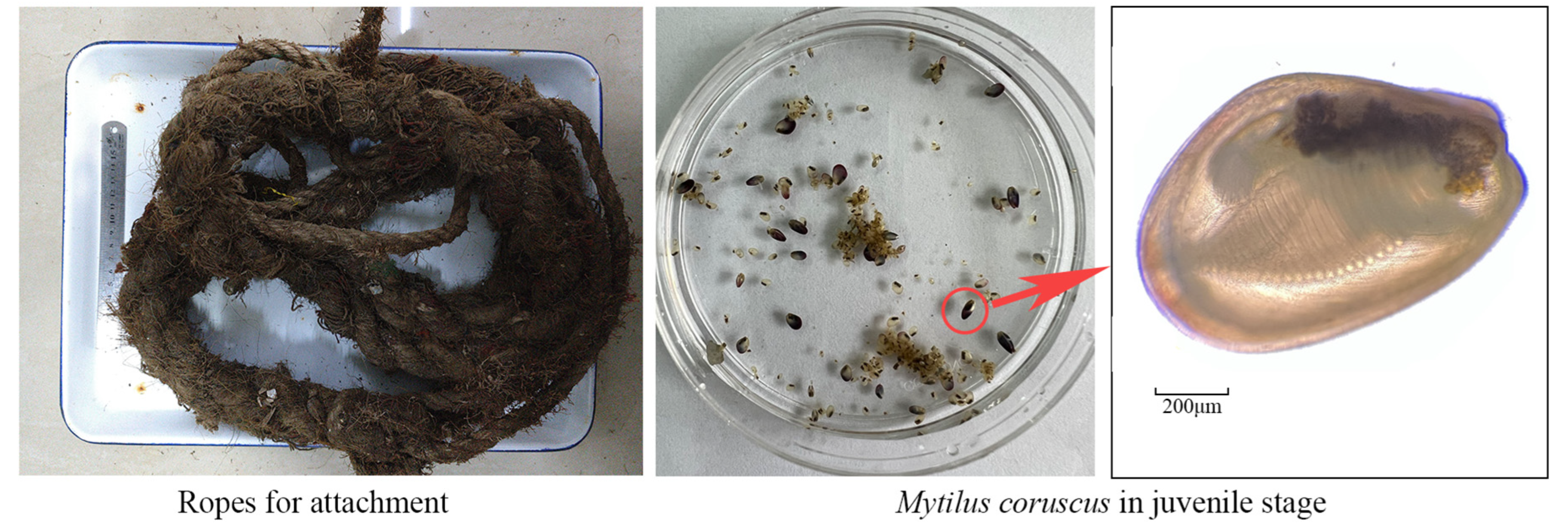 Toxics 12 00768 g001