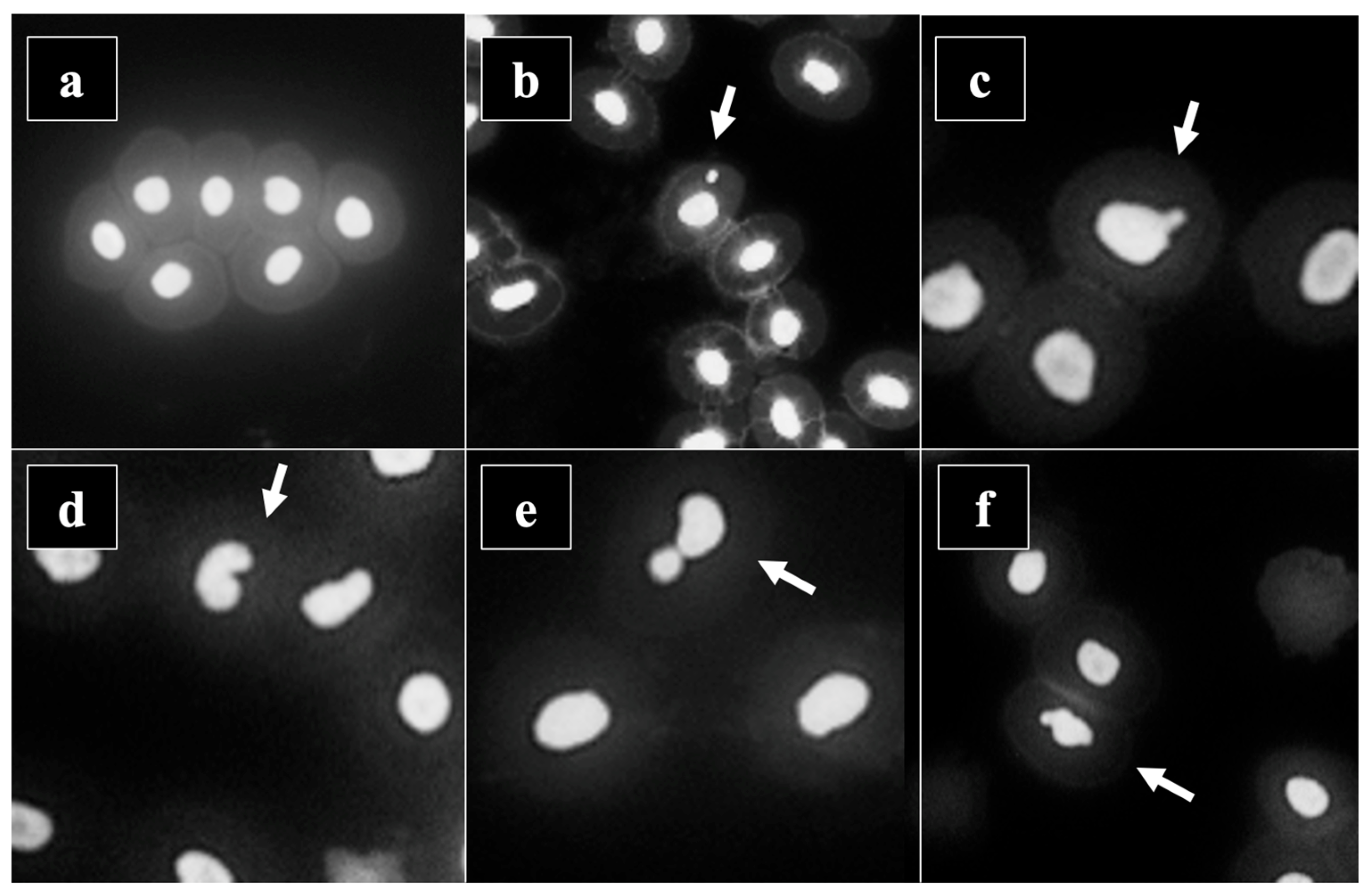 Toxics 12 00849 g003