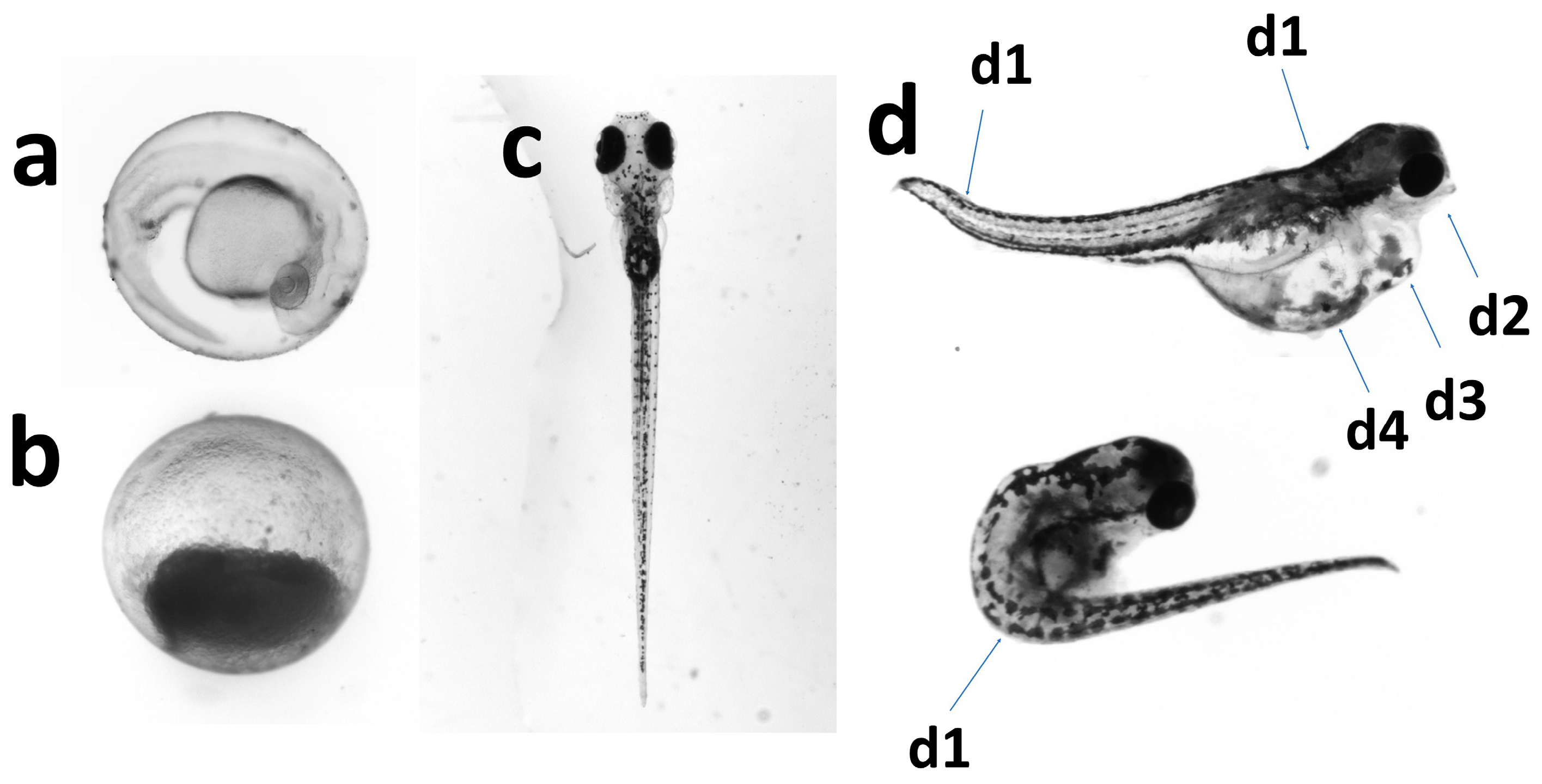 Toxics 12 00902 g002