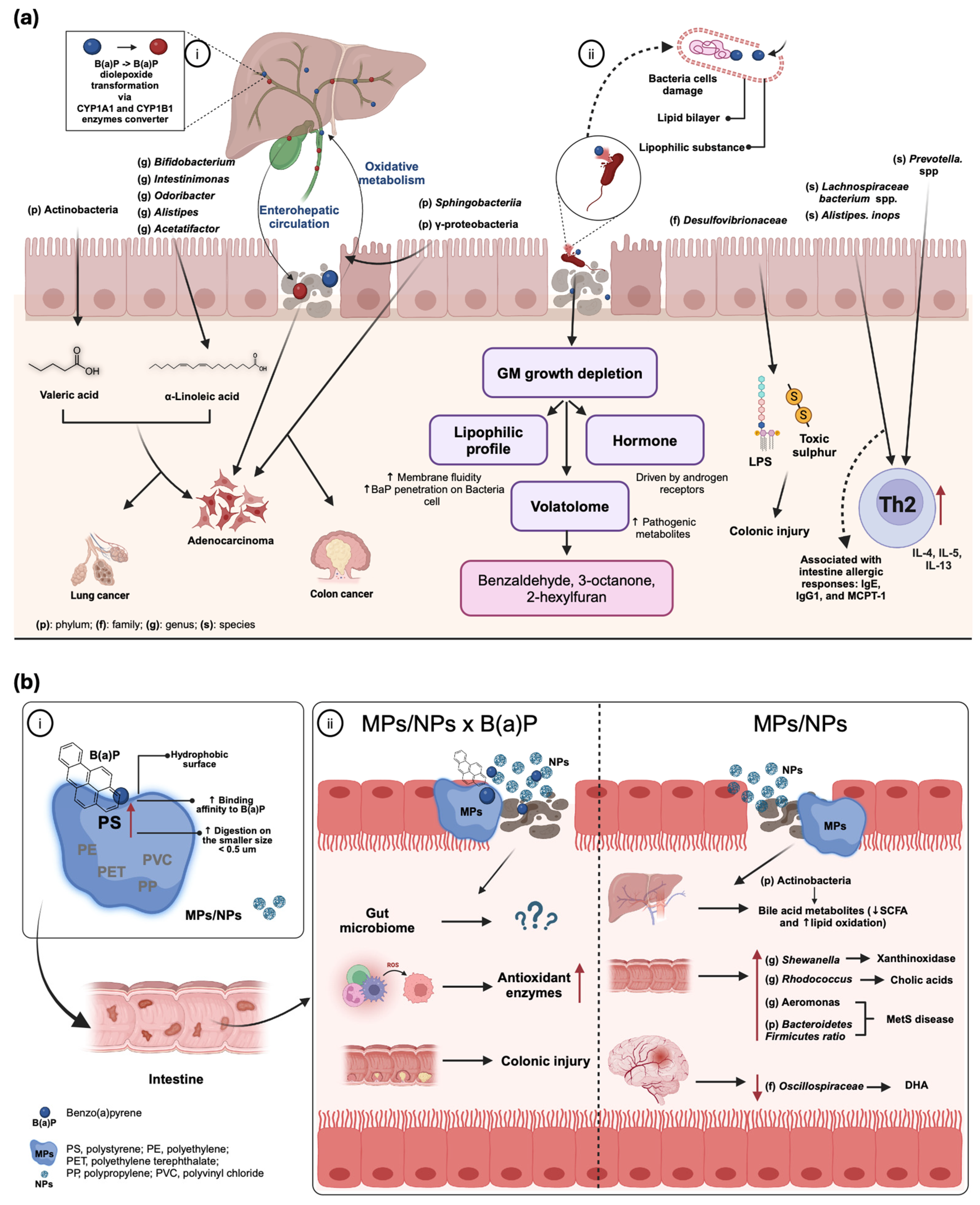 Benzo(a)pyrene and Gut Microbiome Crosstalk: Health Risk