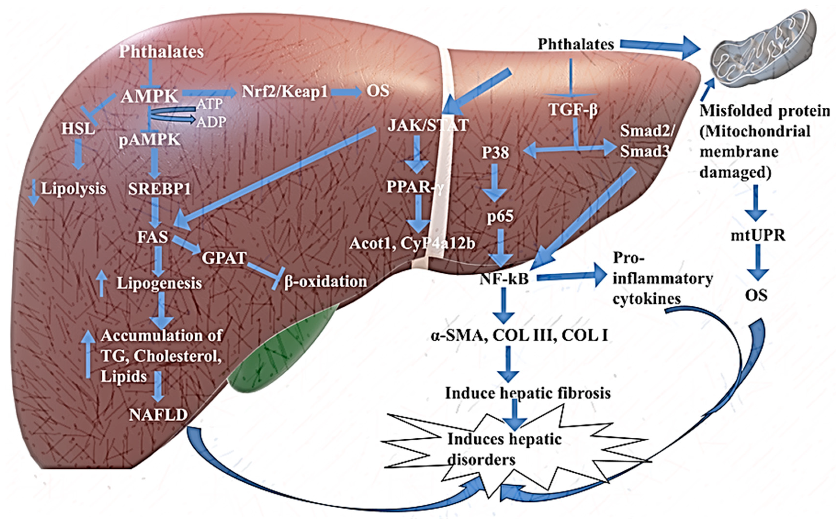 Toxics 13 00032 g004