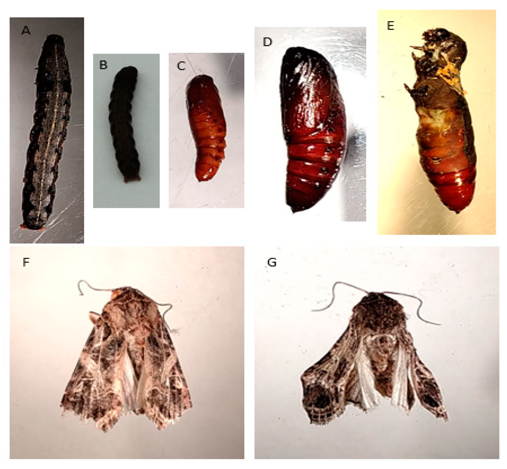 Toxics 13 00038 g007