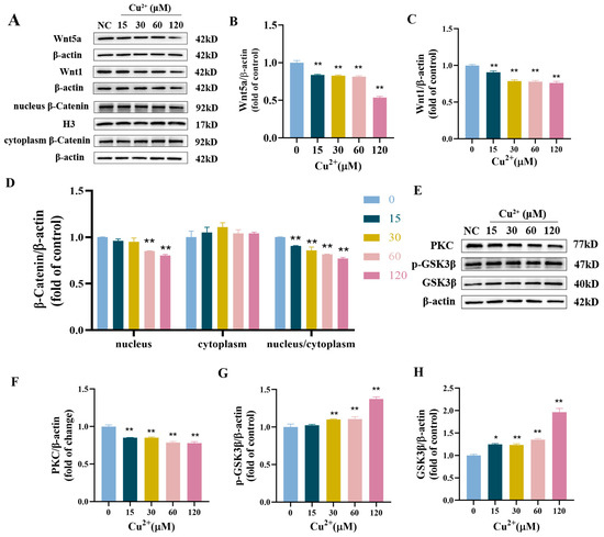 The Role of Autophagy in Copper-Induced Apoptosis and The Role of Autophagy in Copper-Induced Apoptosis and