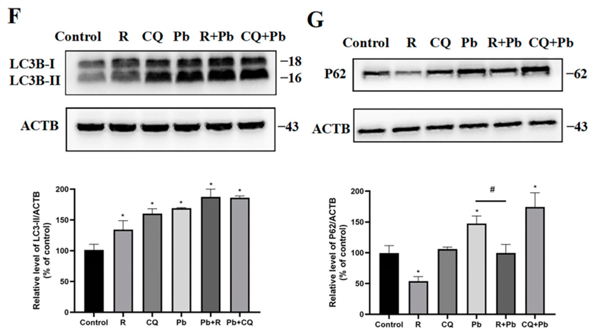 Toxics 13 00175 g003b