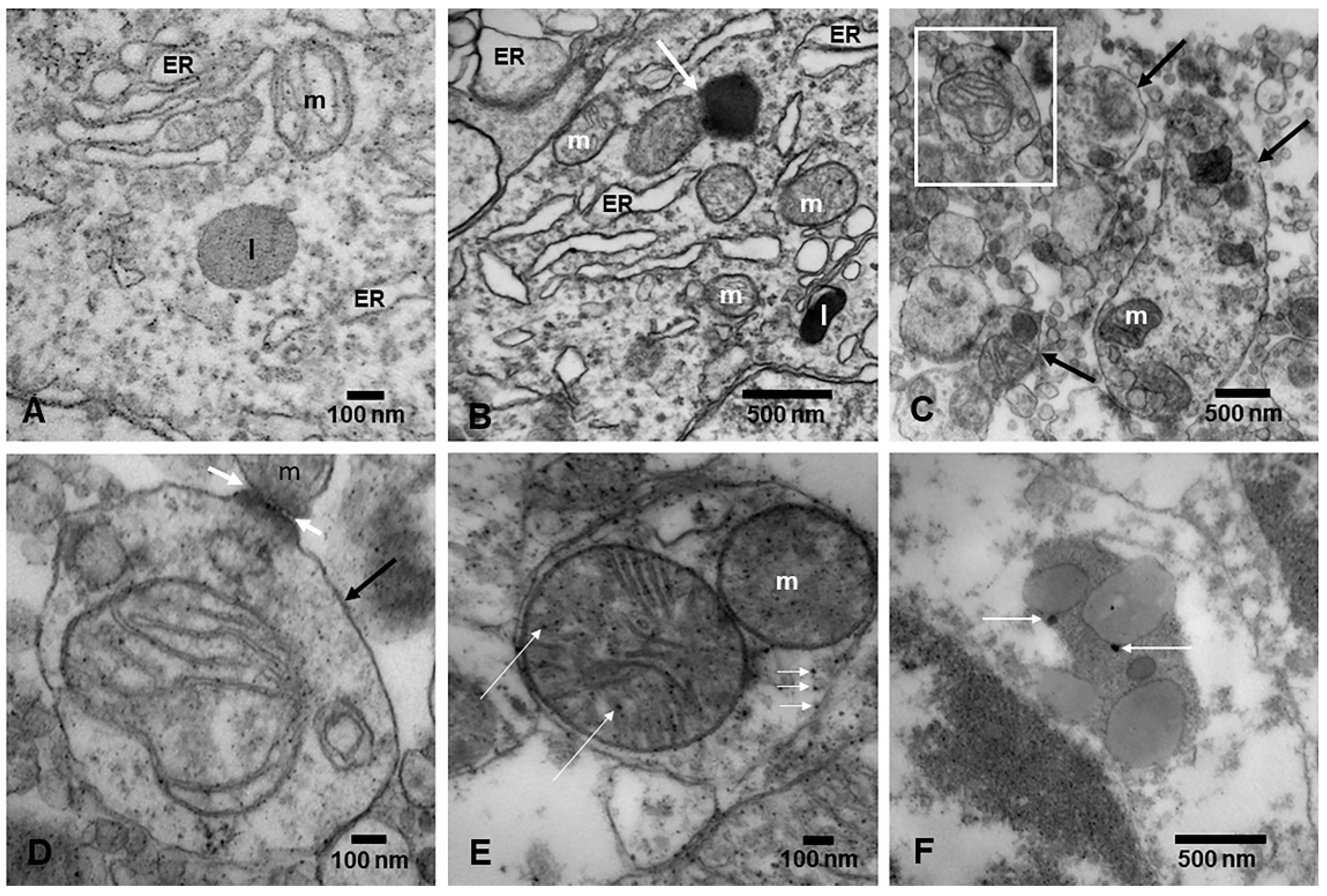 Toxics 13 00178 g007