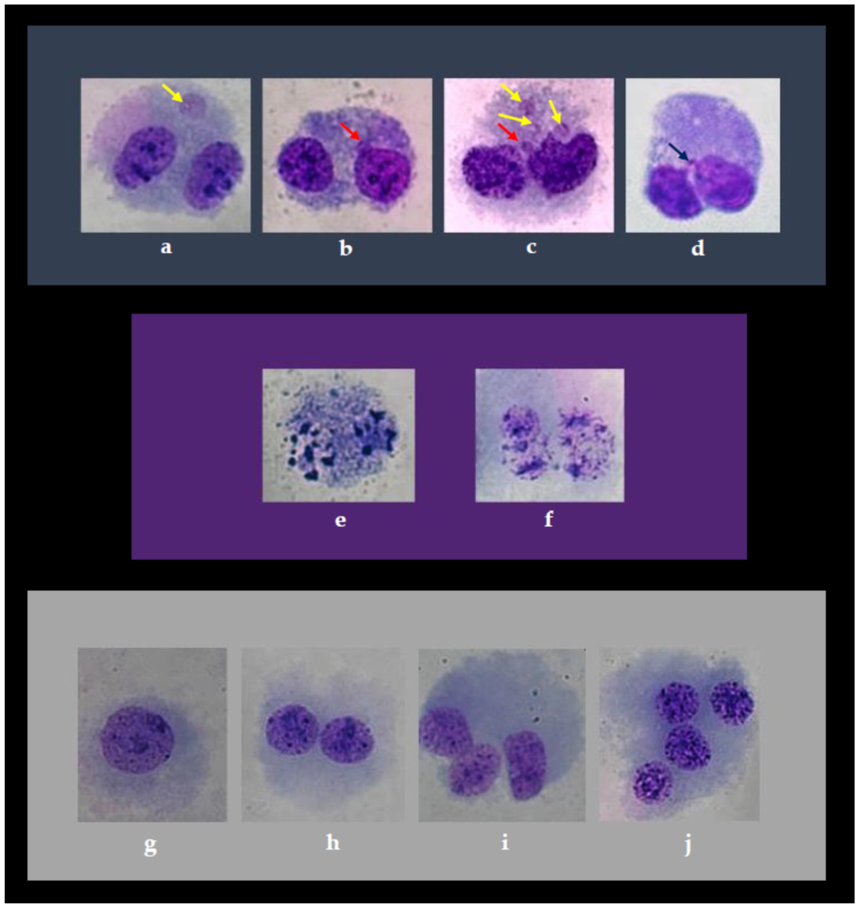 Toxics 13 00194 g002