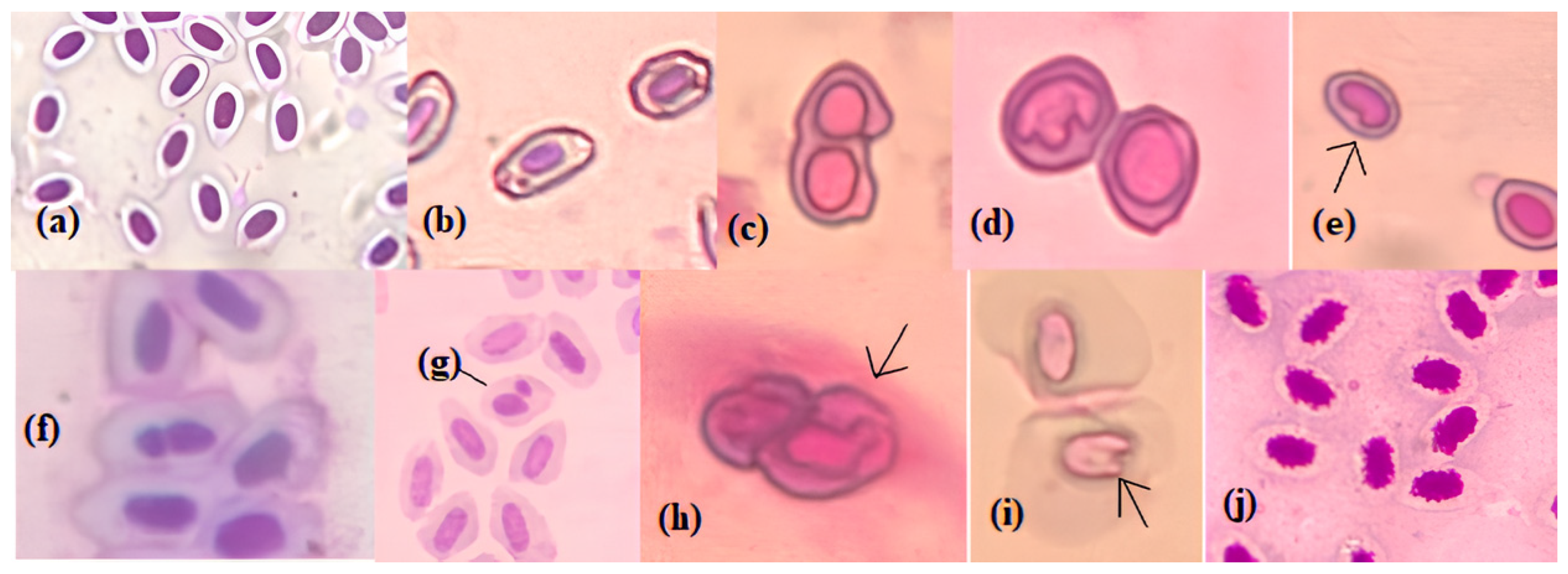 Toxics 13 00199 g005