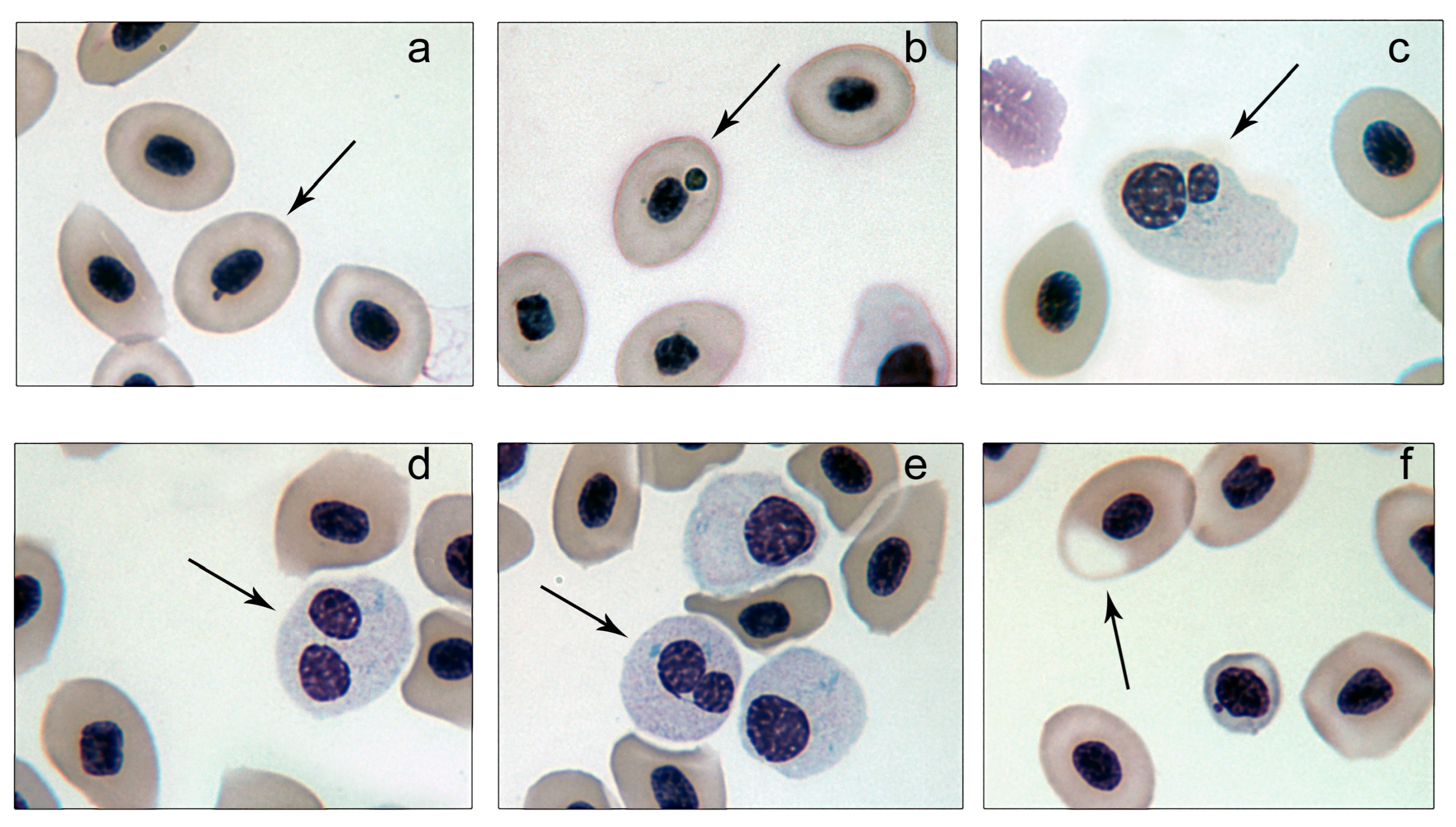 Toxics 13 00206 g001