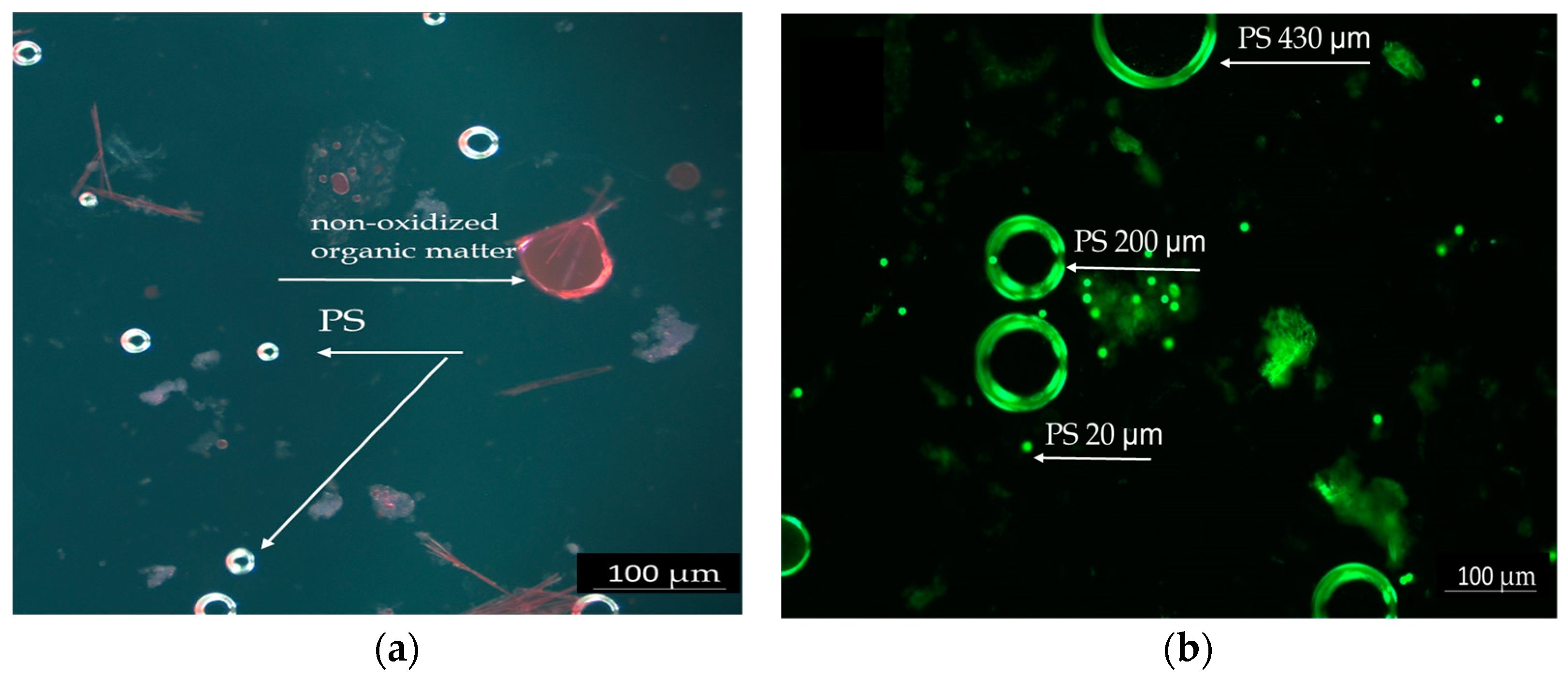 Toxics 13 00246 g001