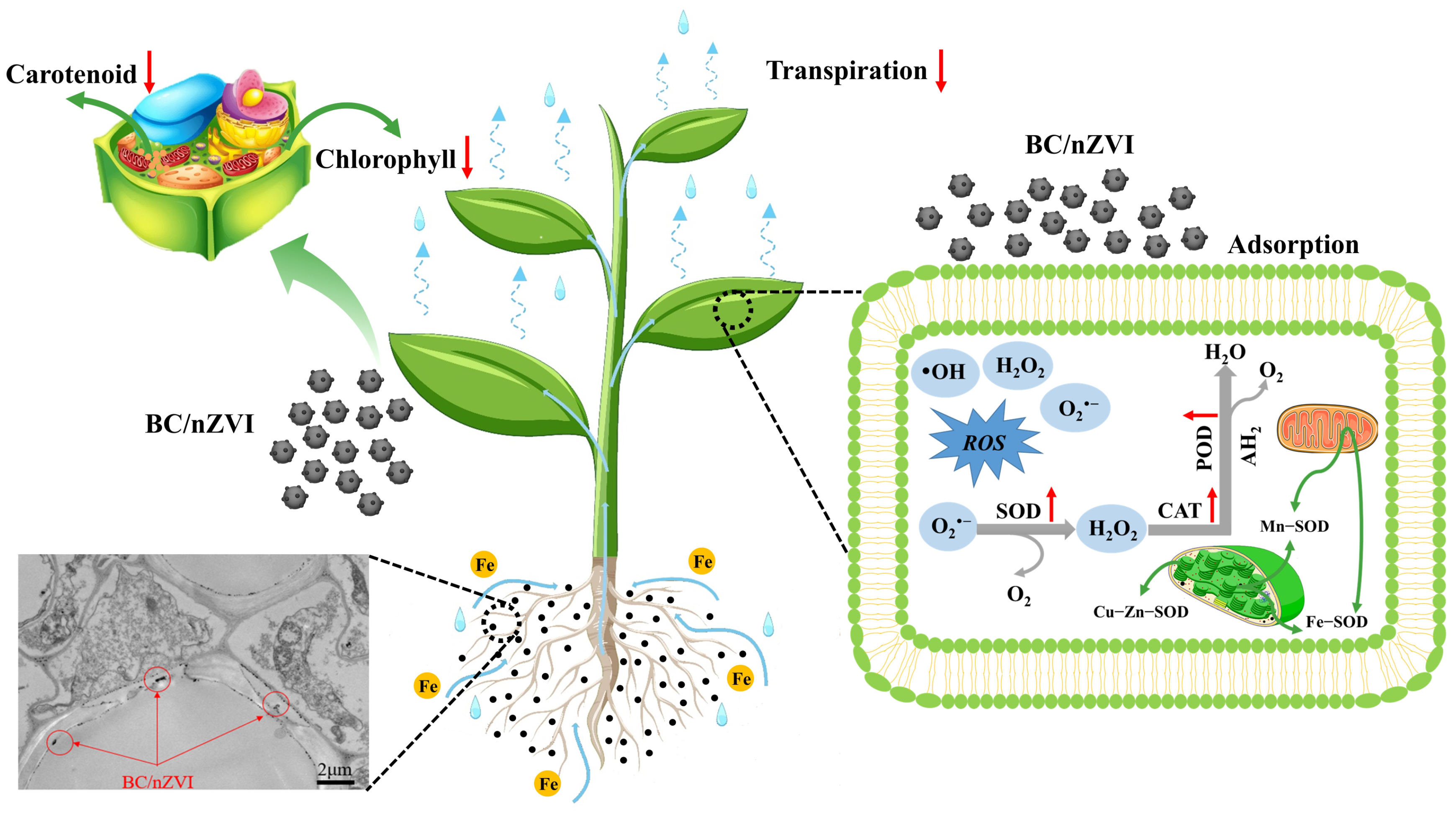 Toxics 13 00250 g007