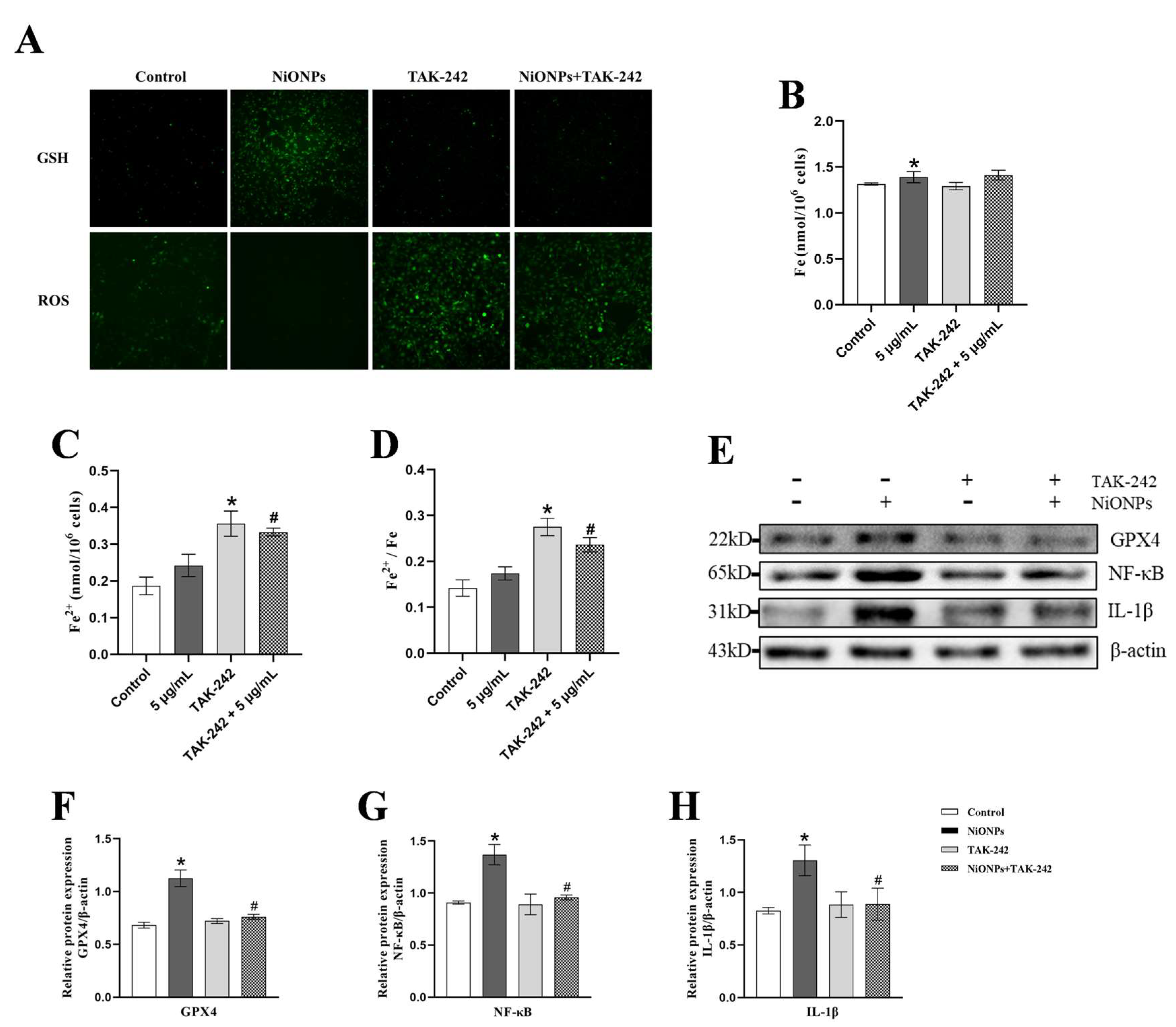 Hsa_circ_0001944 Regulates FXR/TLR4 Pathway and Ferroptosis