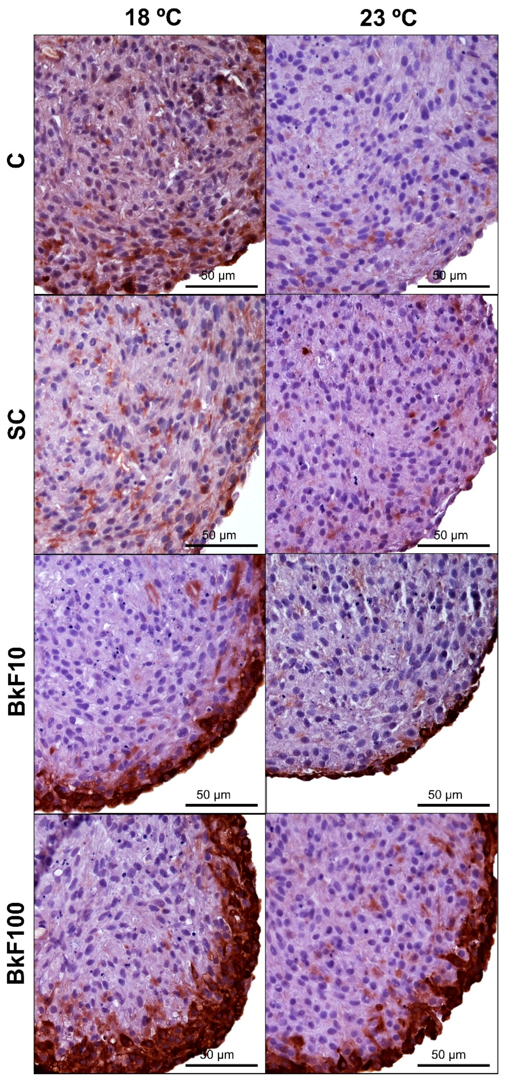 Toxics 13 00302 g007