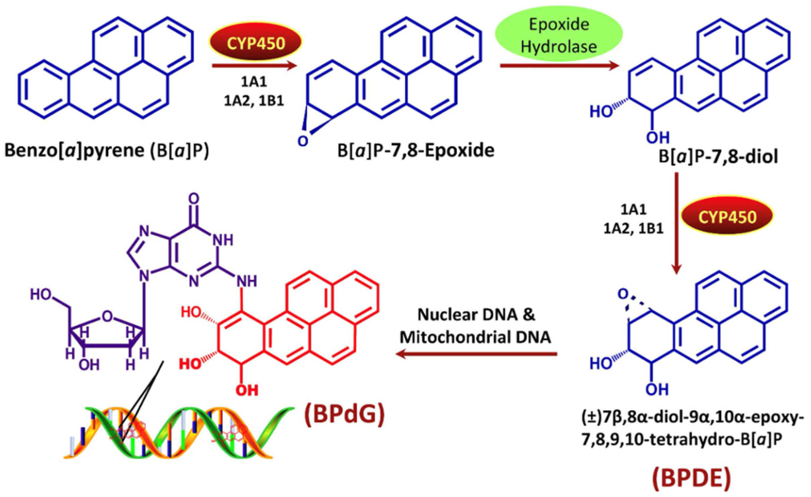 Toxics 13 00321 g007