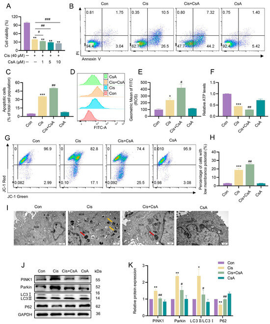 Mitophagy Protects Against Cisplatin-Induced Injury in