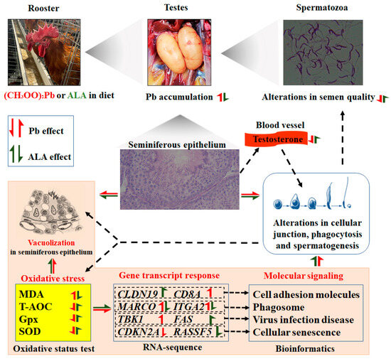 glutathione peroxidase in testis Alpha-Lipoic Acid Alleviates Lead-Induced Testicular Damage Roosters by Reducing Oxidative Stress and Modulating Key Pathways 30s Coffee:Gold BPC-157 - Peptimus
