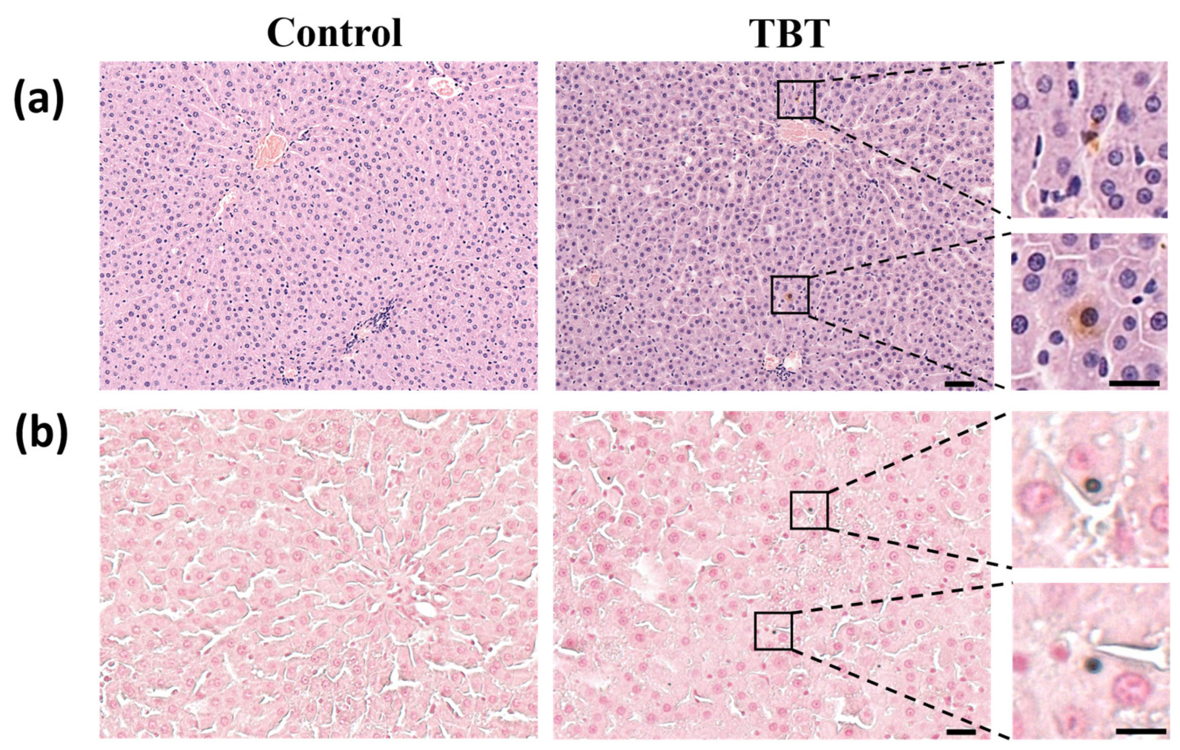 Toxics 13 00440 g002
