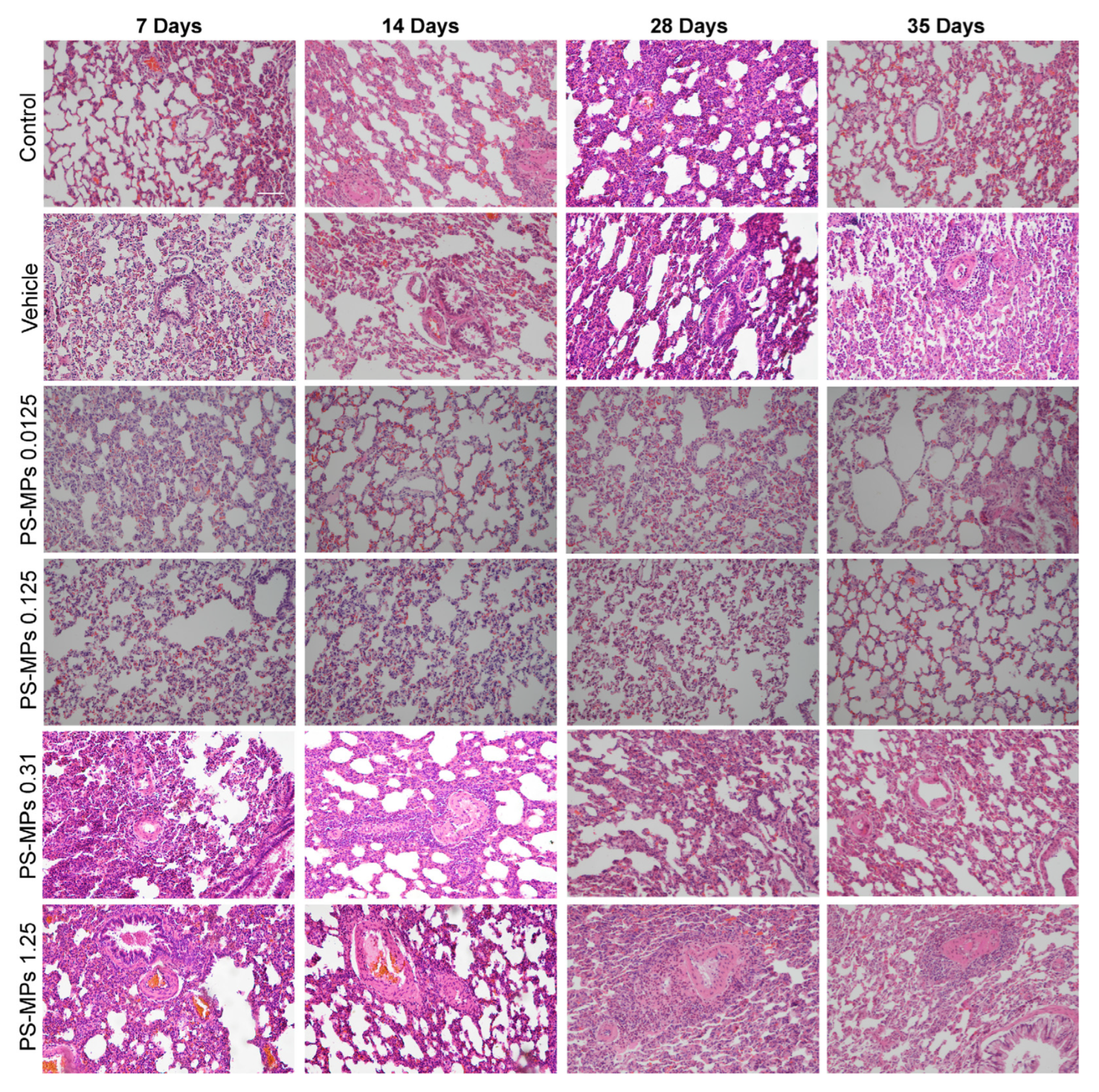 SMITH Method パープル　Lサイズ Method Pro - 【公式】SMITH JAPAN | スミスジャパン