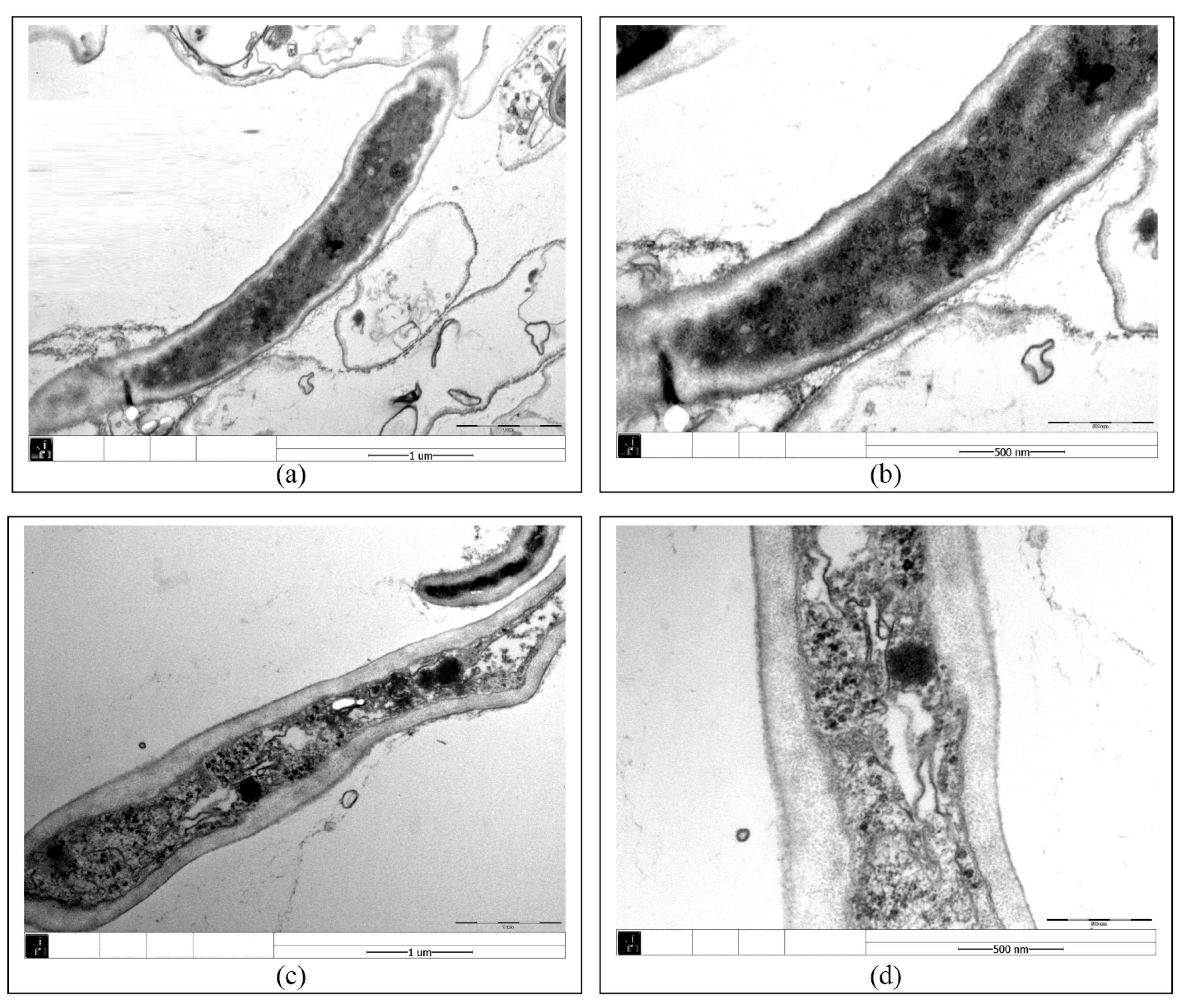 Toxics 13 00506 g003