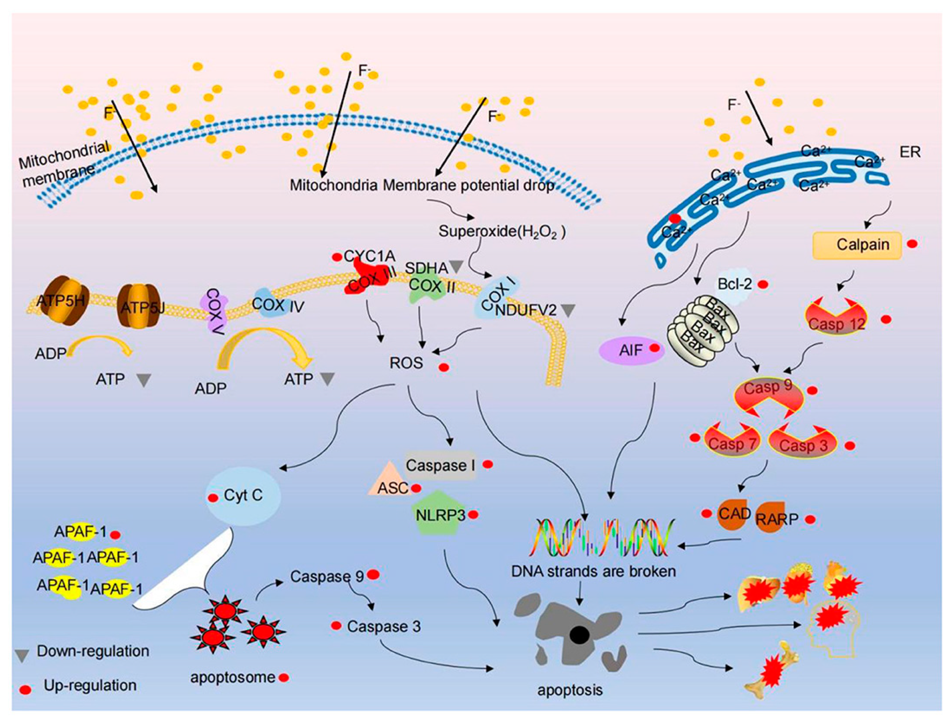Toxics 13 00514 g003