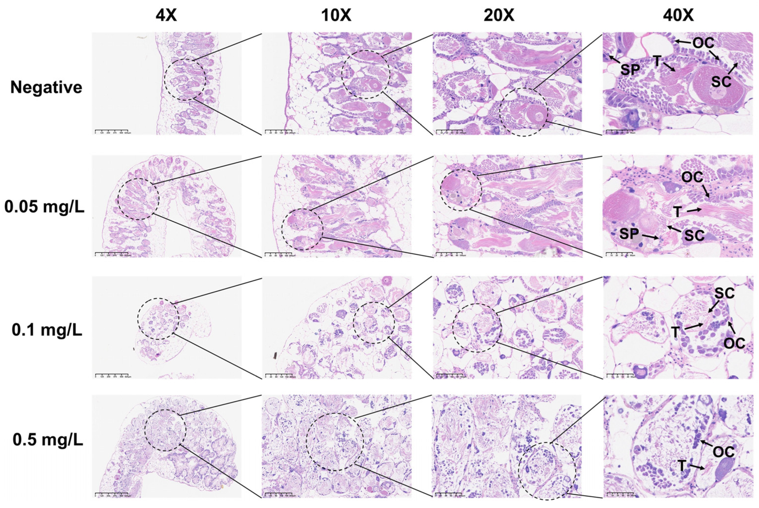 Toxics 13 00528 g004