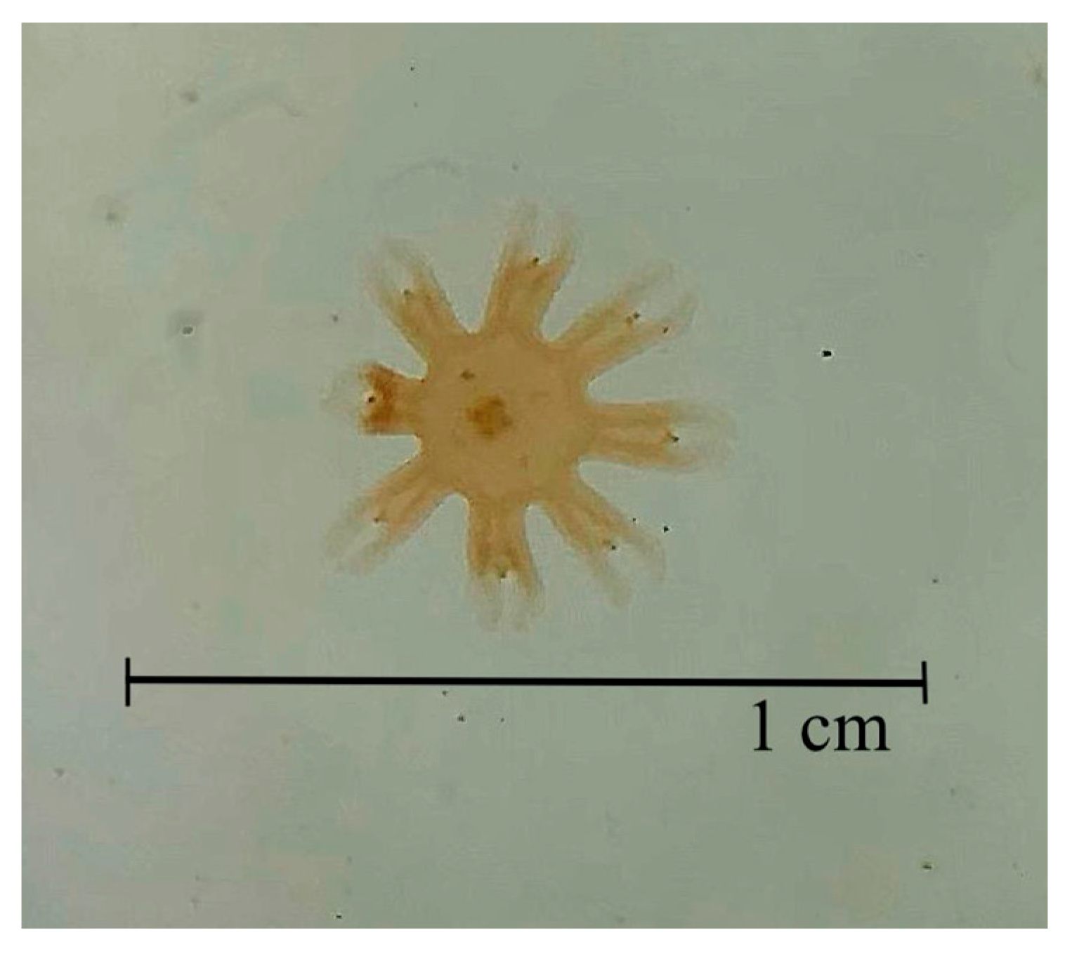 Toxics 13 00572 g001