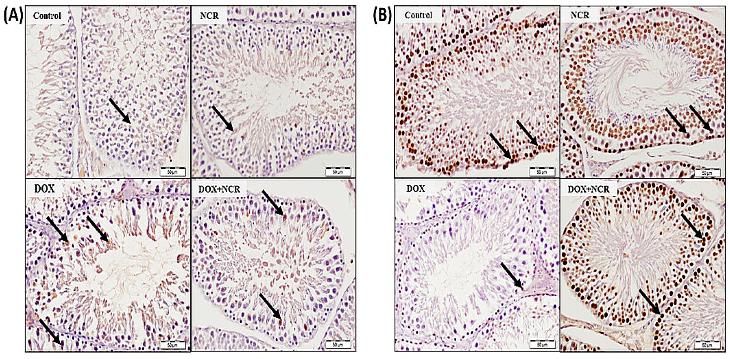 Toxics 13 00574 g006