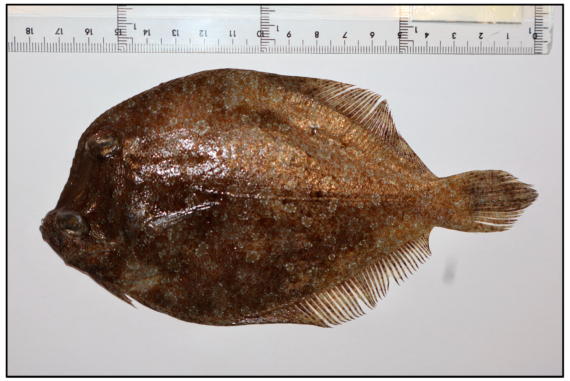 Toxics 13 00584 g001