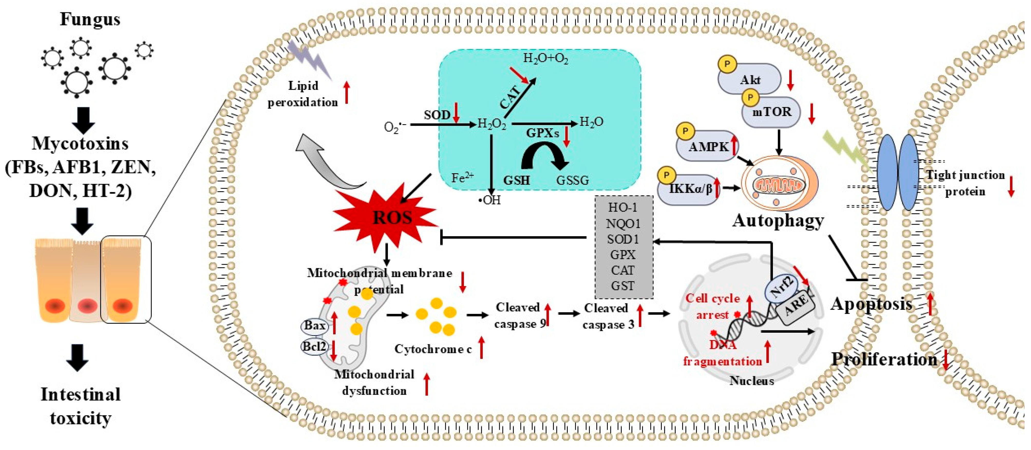 Toxics 13 00625 g001