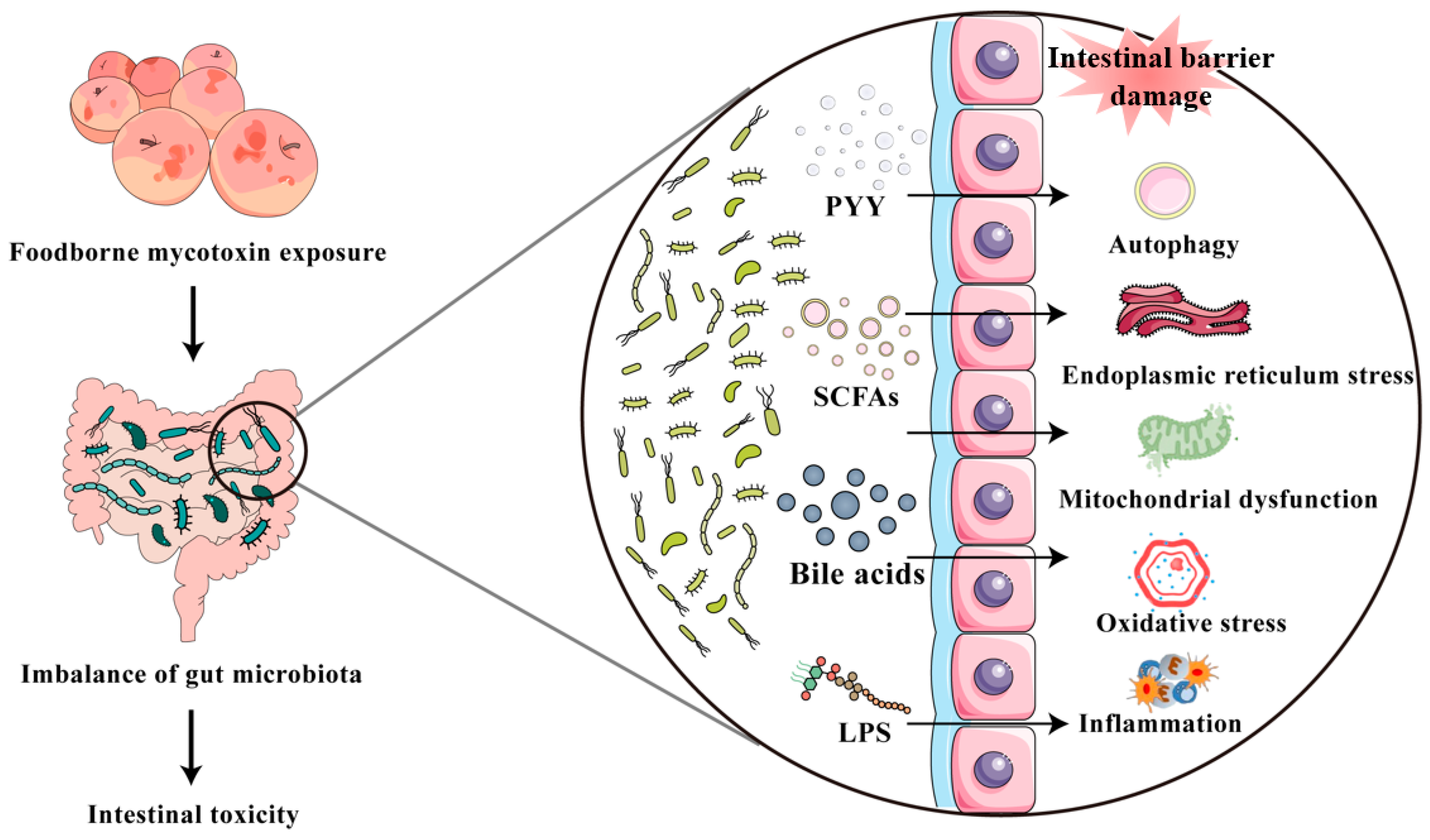 Toxics 13 00625 g002