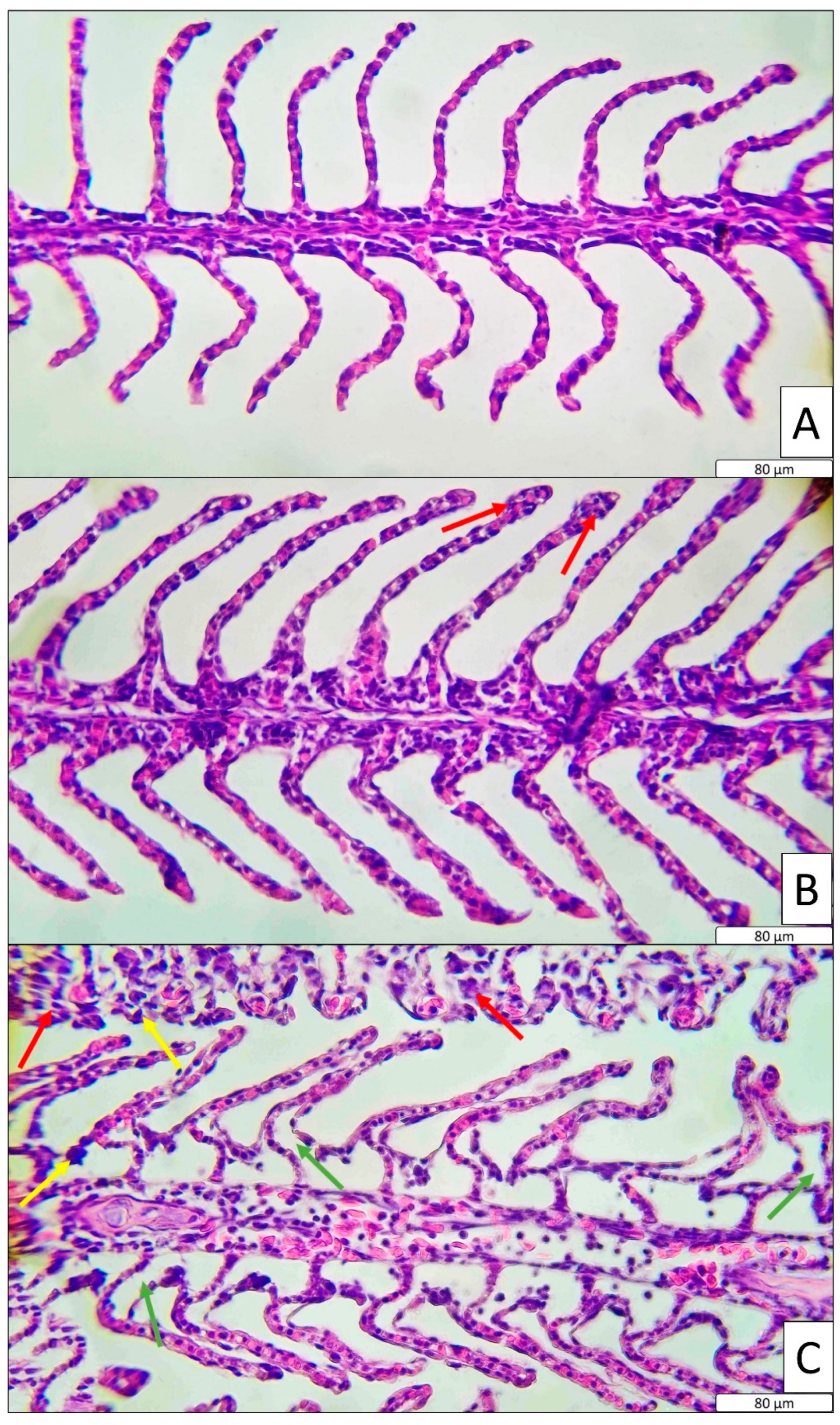 Toxics 13 00630 g002