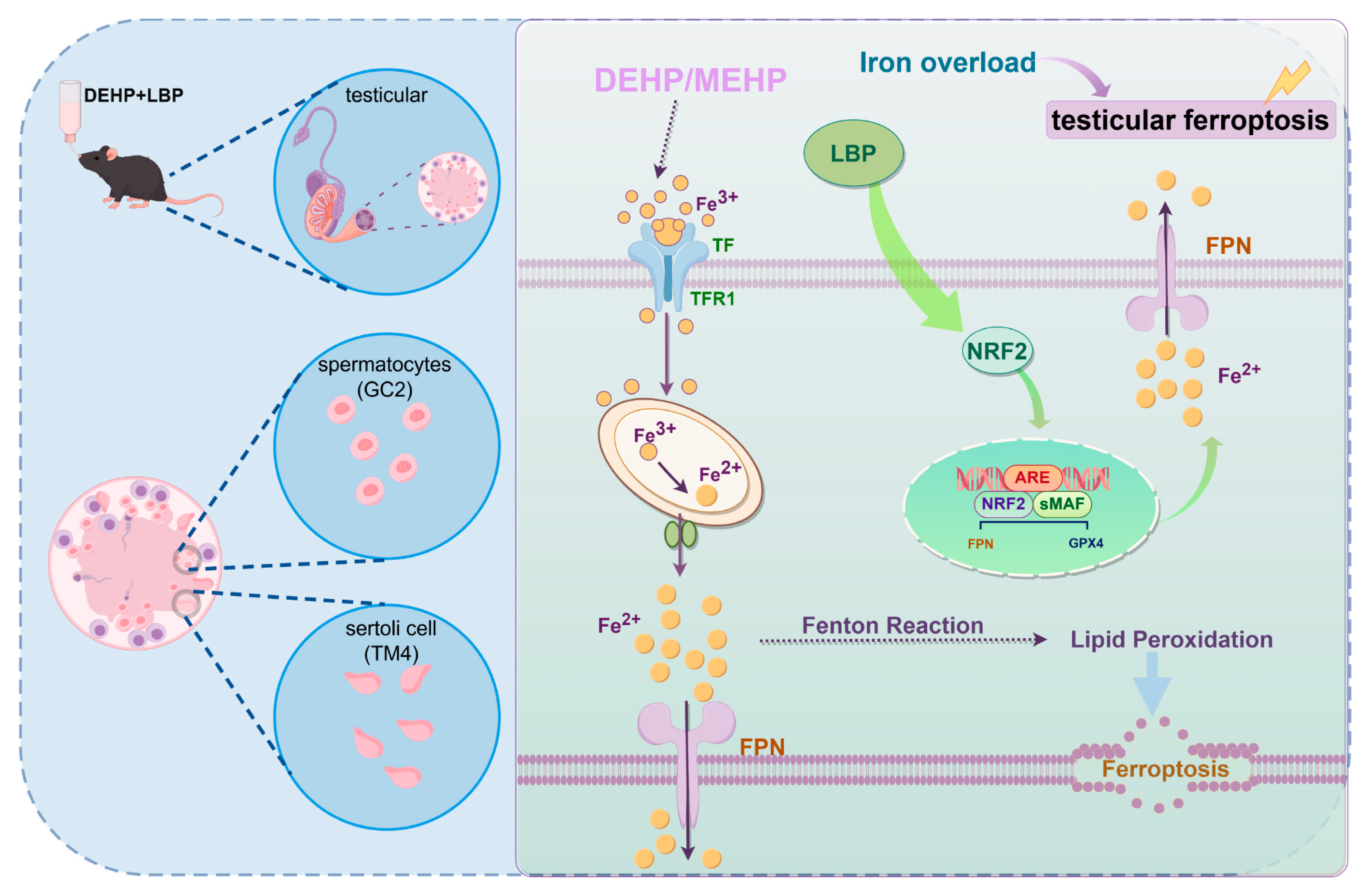 Toxics 13 00677 g007