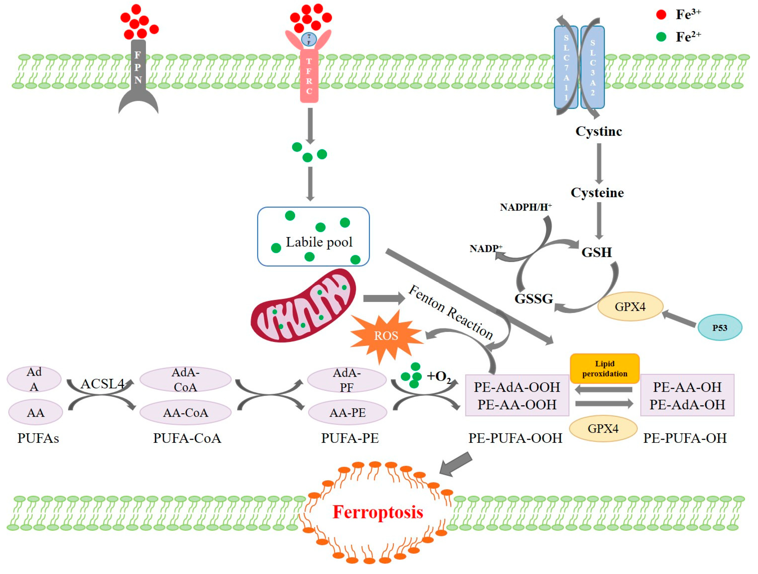Toxics 13 00713 g001