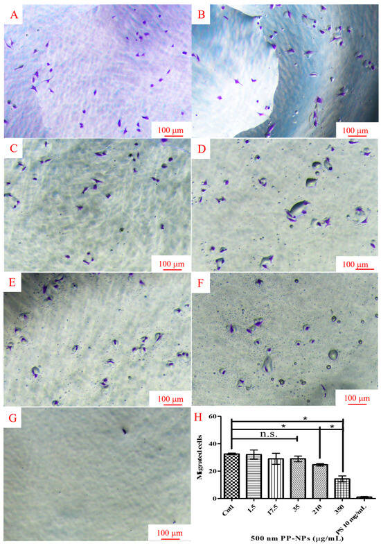 Toxicological Impacts of Polypropylene Nanoparticles Similar in