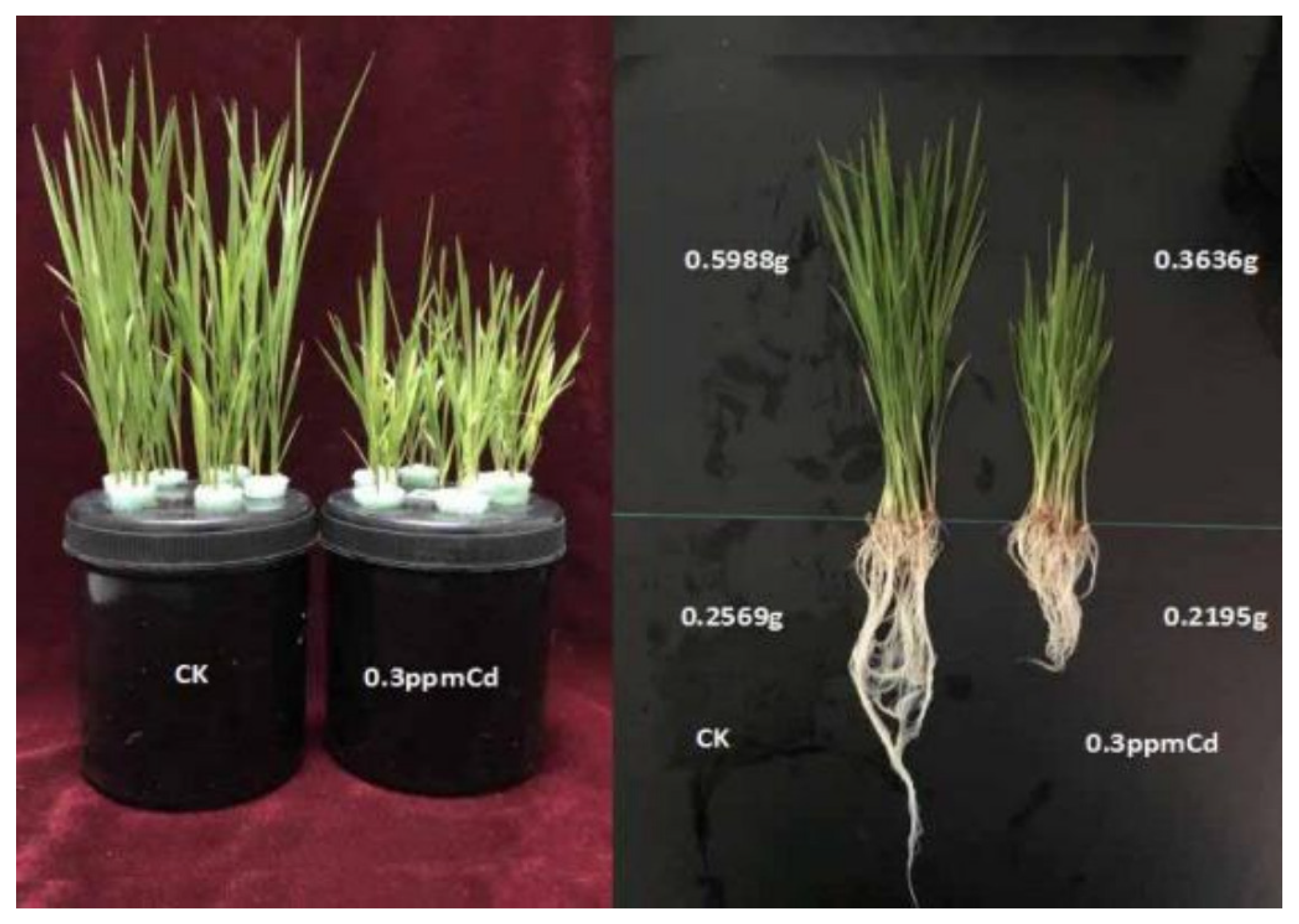 Toxics 13 00811 g006 Toxics 13 00811 g006
