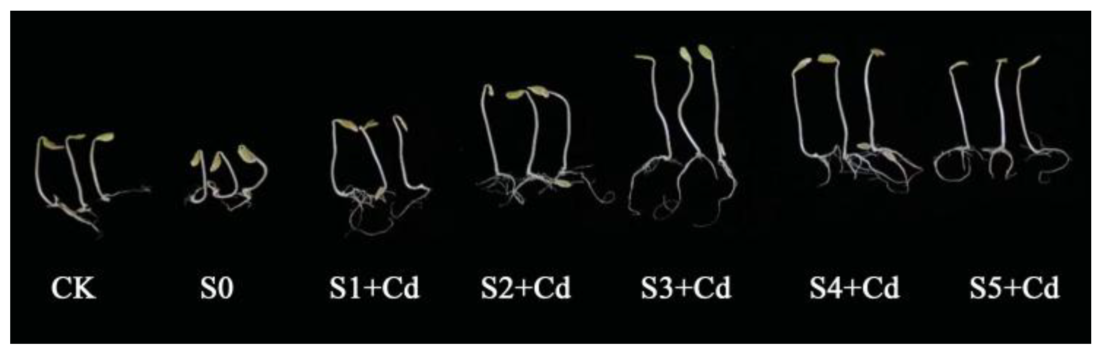 Toxics 13 00822 g001