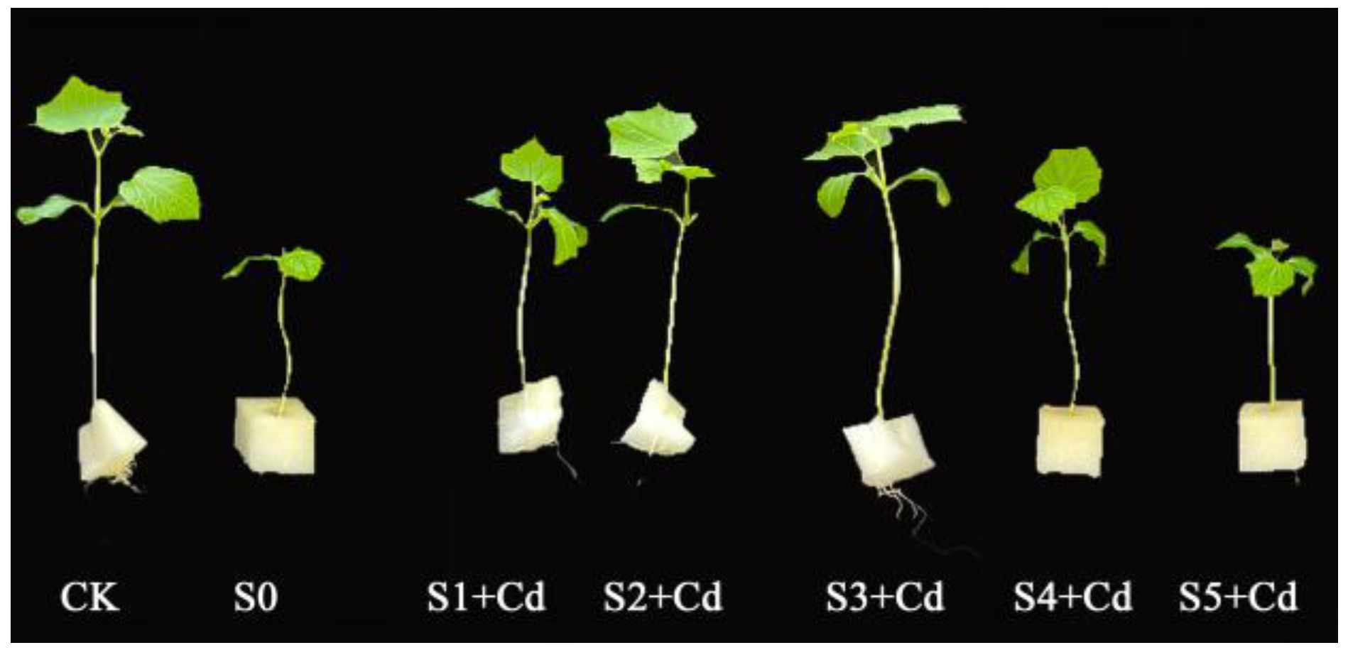 Toxics 13 00822 g002