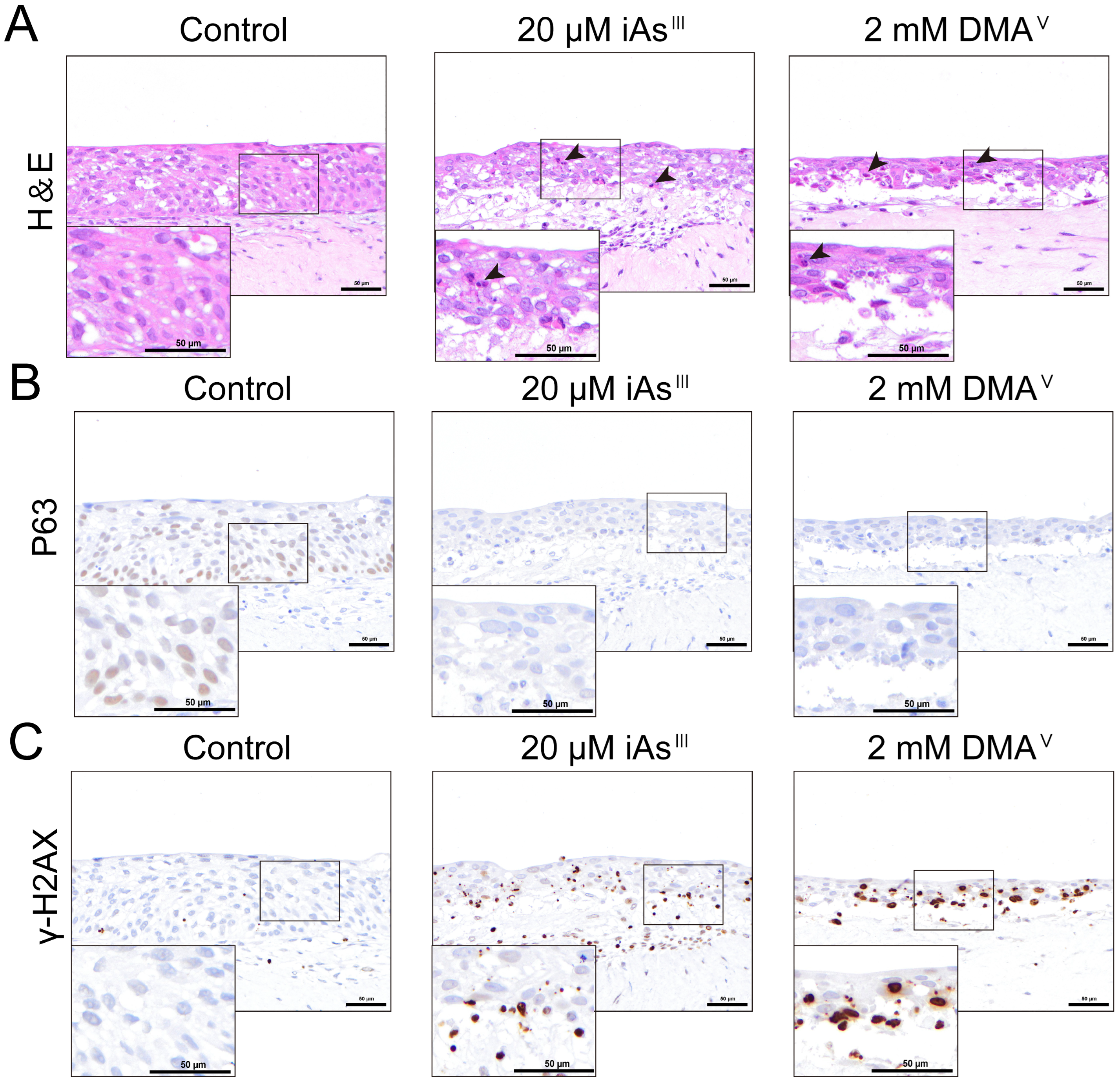 Toxics 13 00828 g004