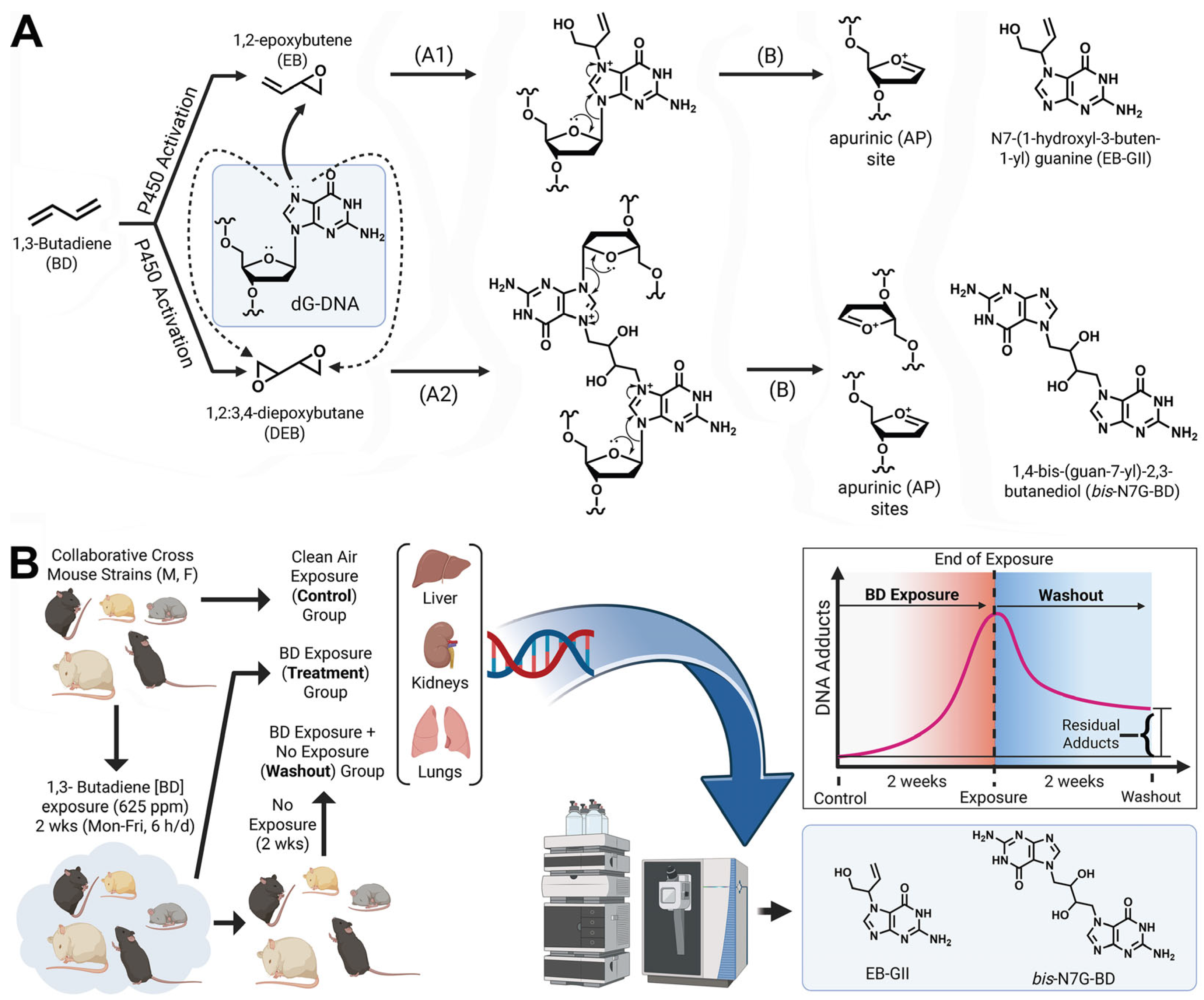 Toxics 13 00844 g001