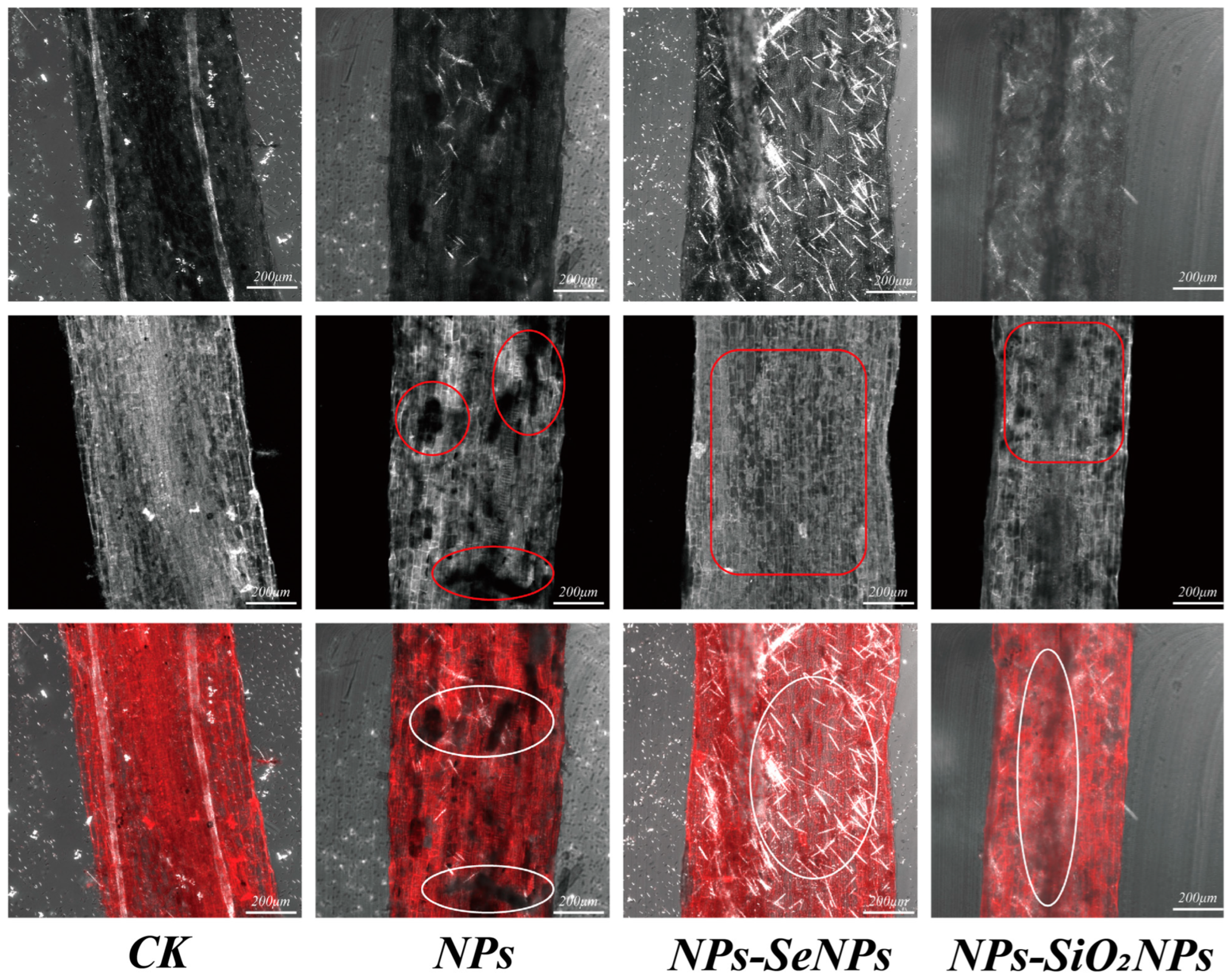 Toxics 13 00938 g001