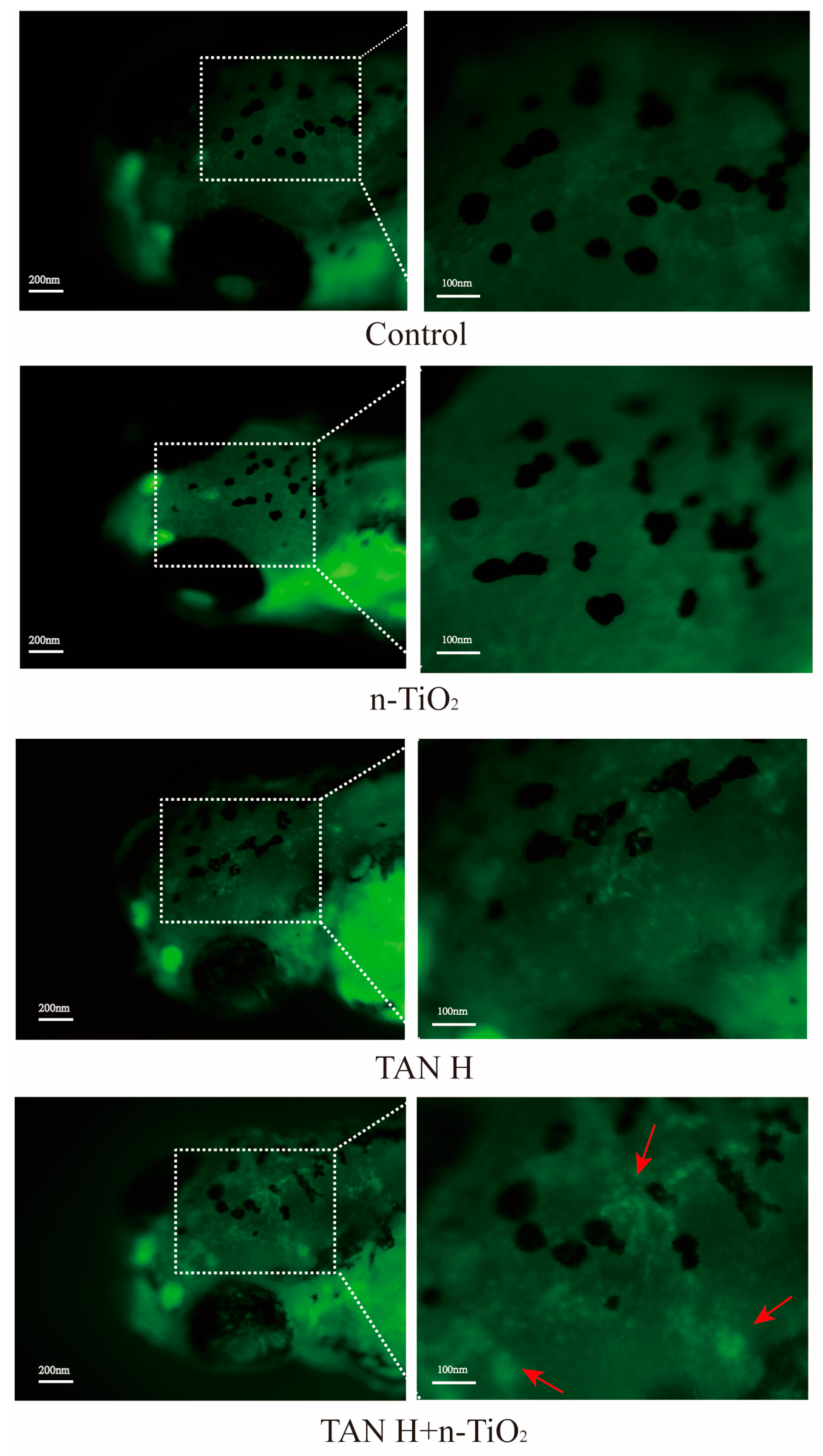 Toxics 13 01031 g006