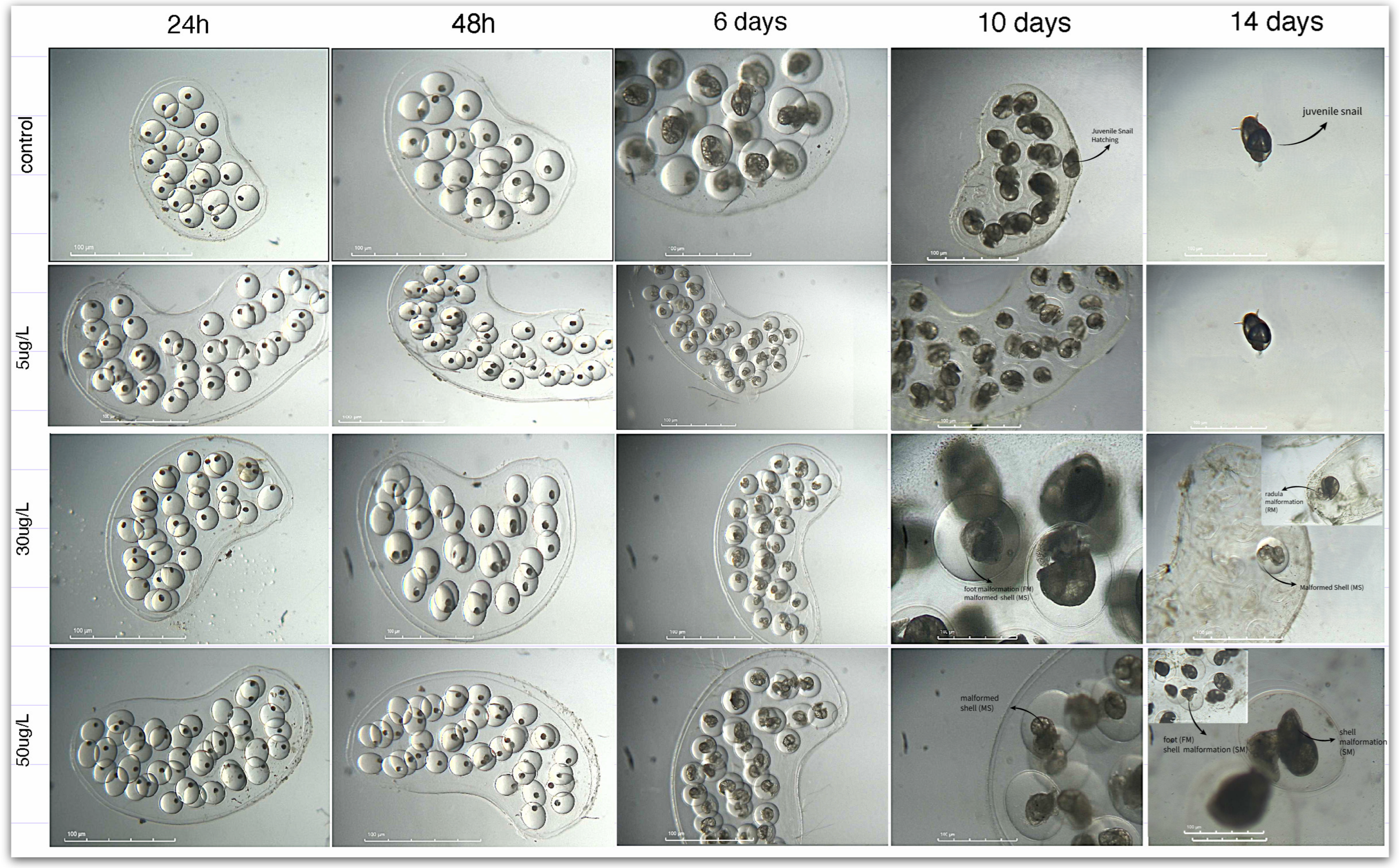 Toxics 14 00014 g008