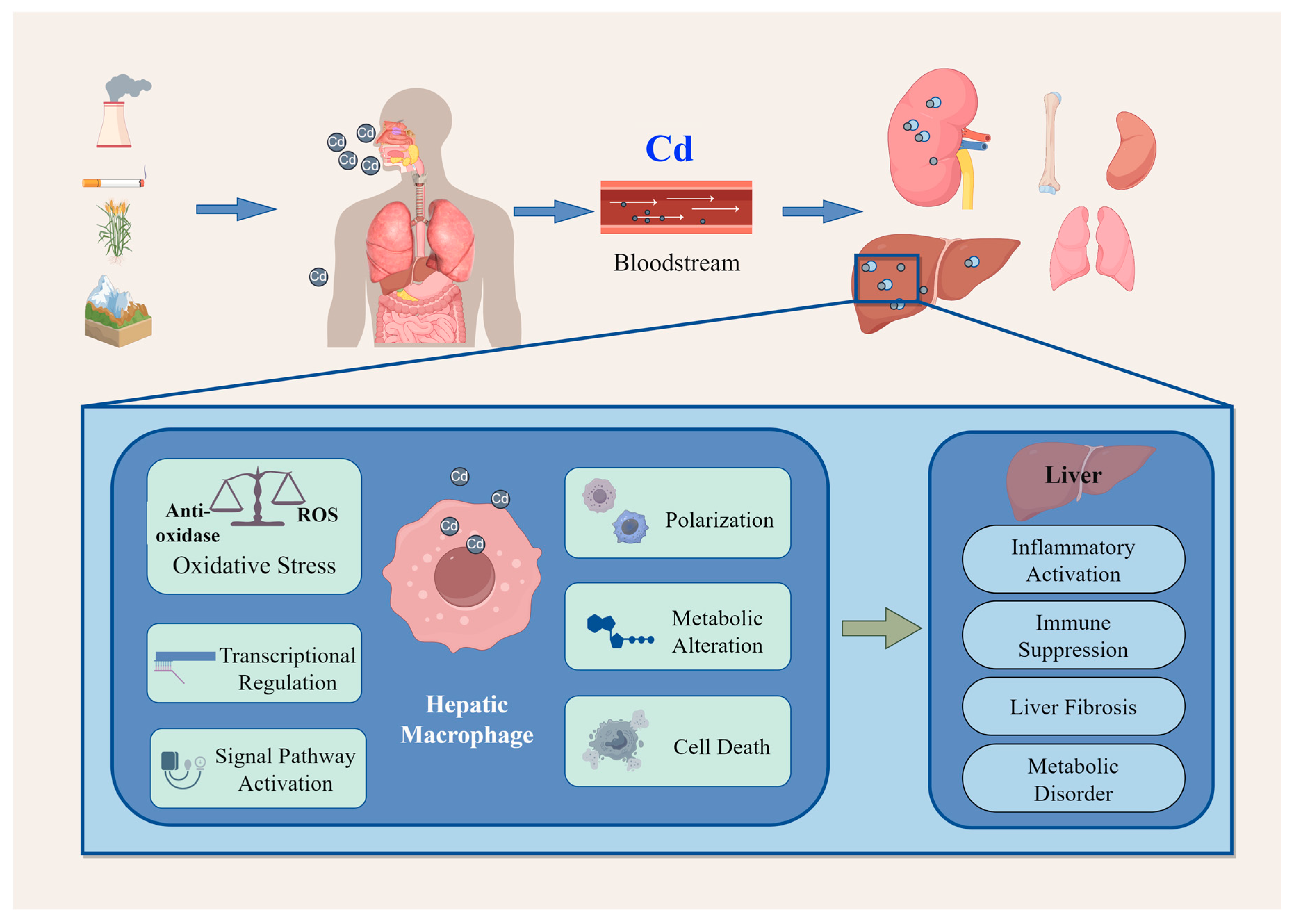 Toxics 14 00057 g001