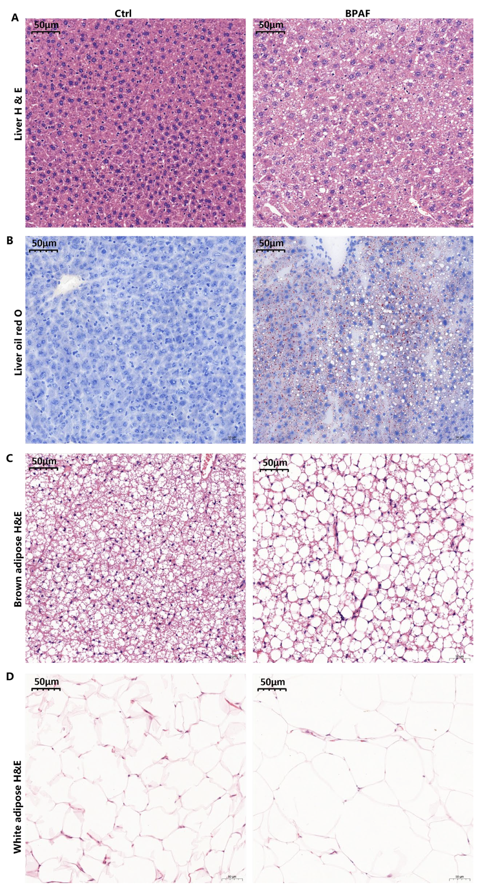 Toxics 14 00097 g002 Toxics 14 00097 g002