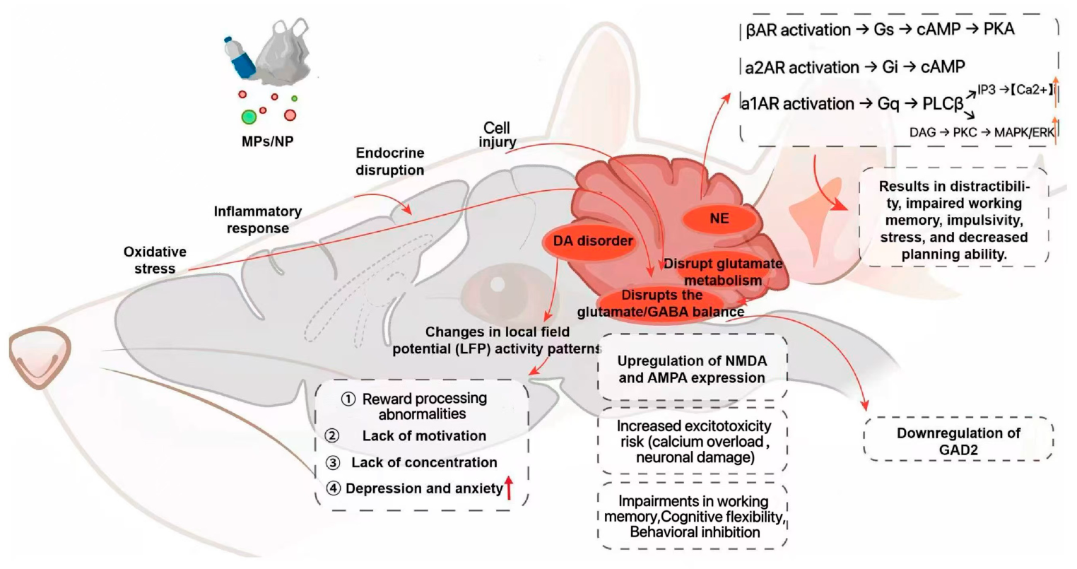 Microplastic Neurotoxicity in the Prefrontal Cortex: A Review of